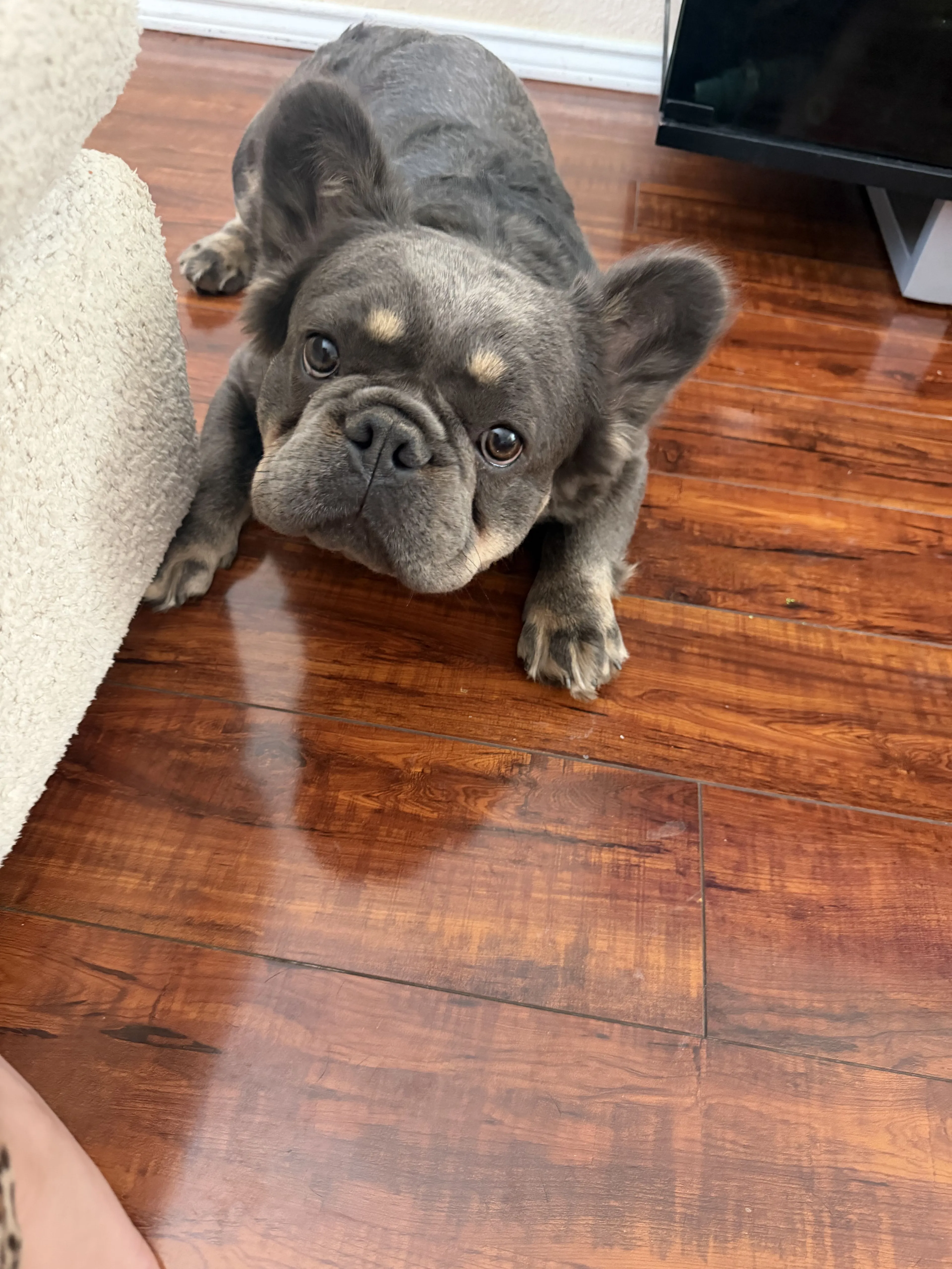 Lost pet