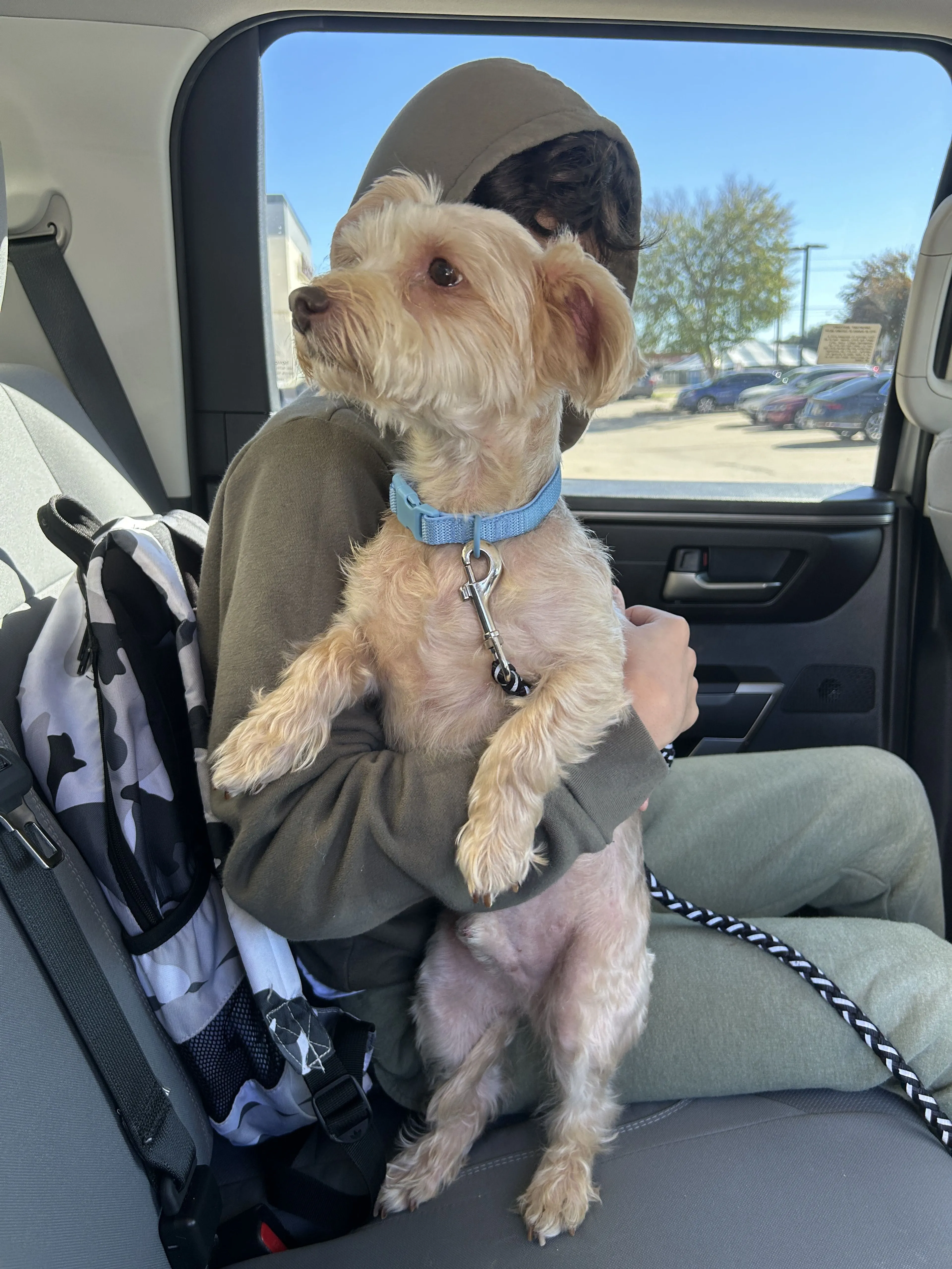 Lost pet-1