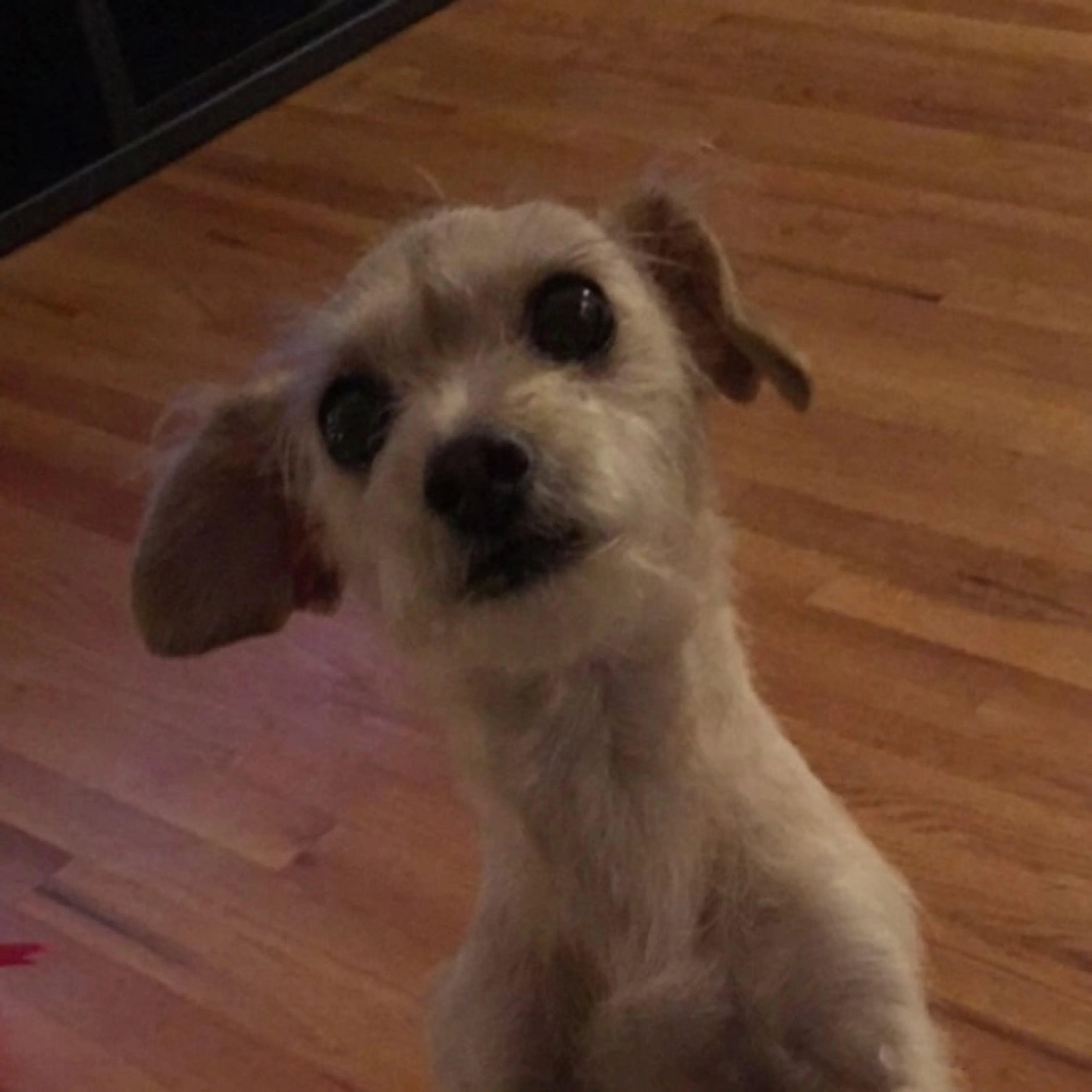 Lost pet