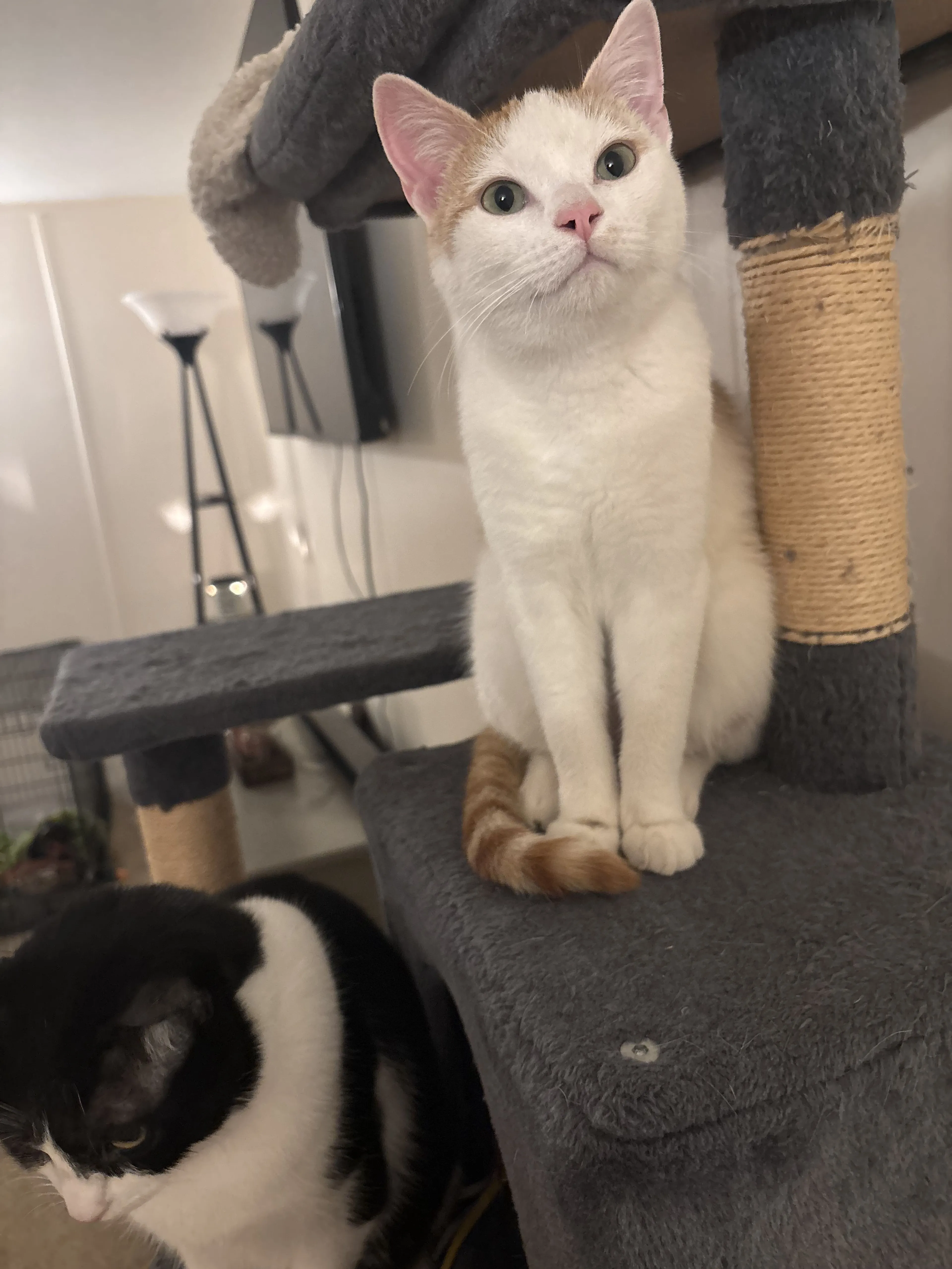 Lost pet