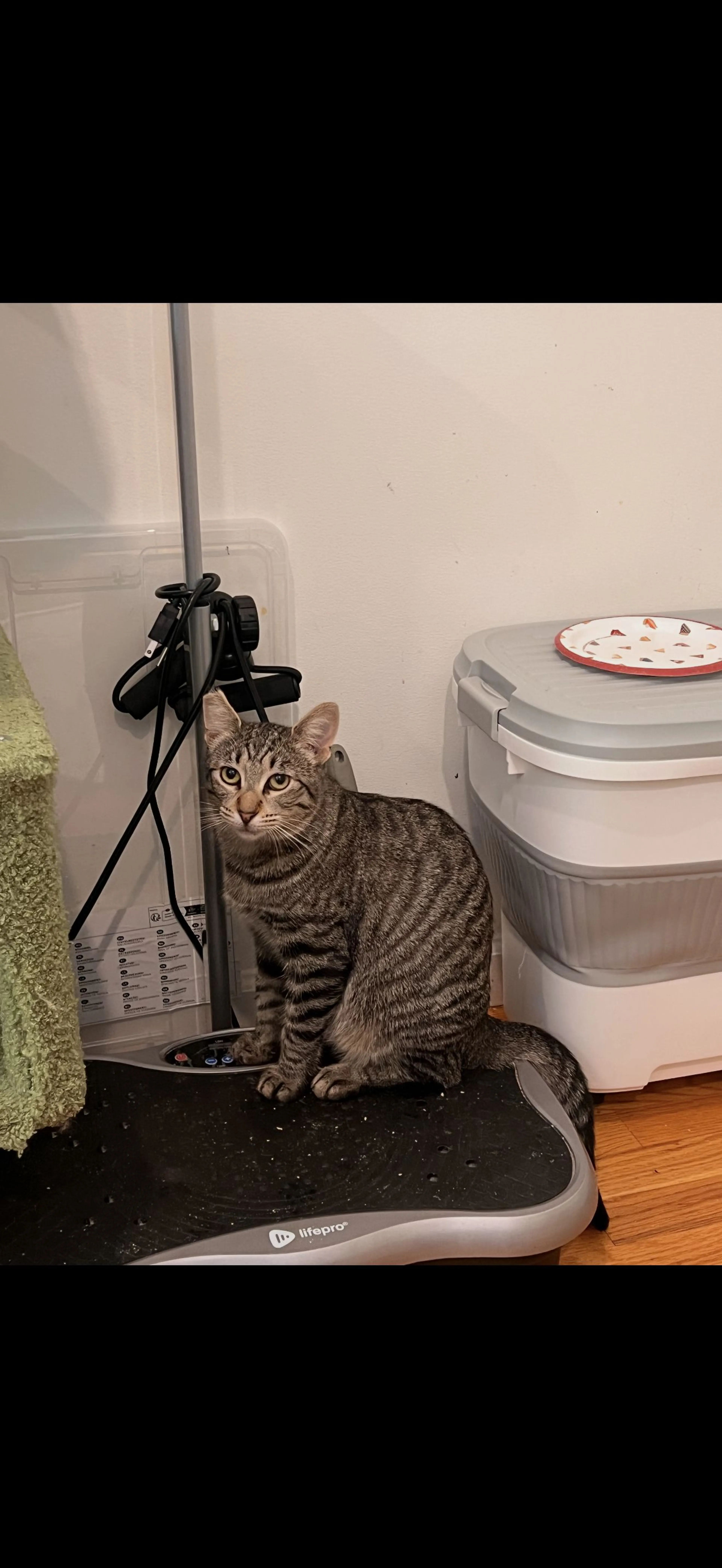 Lost pet-4