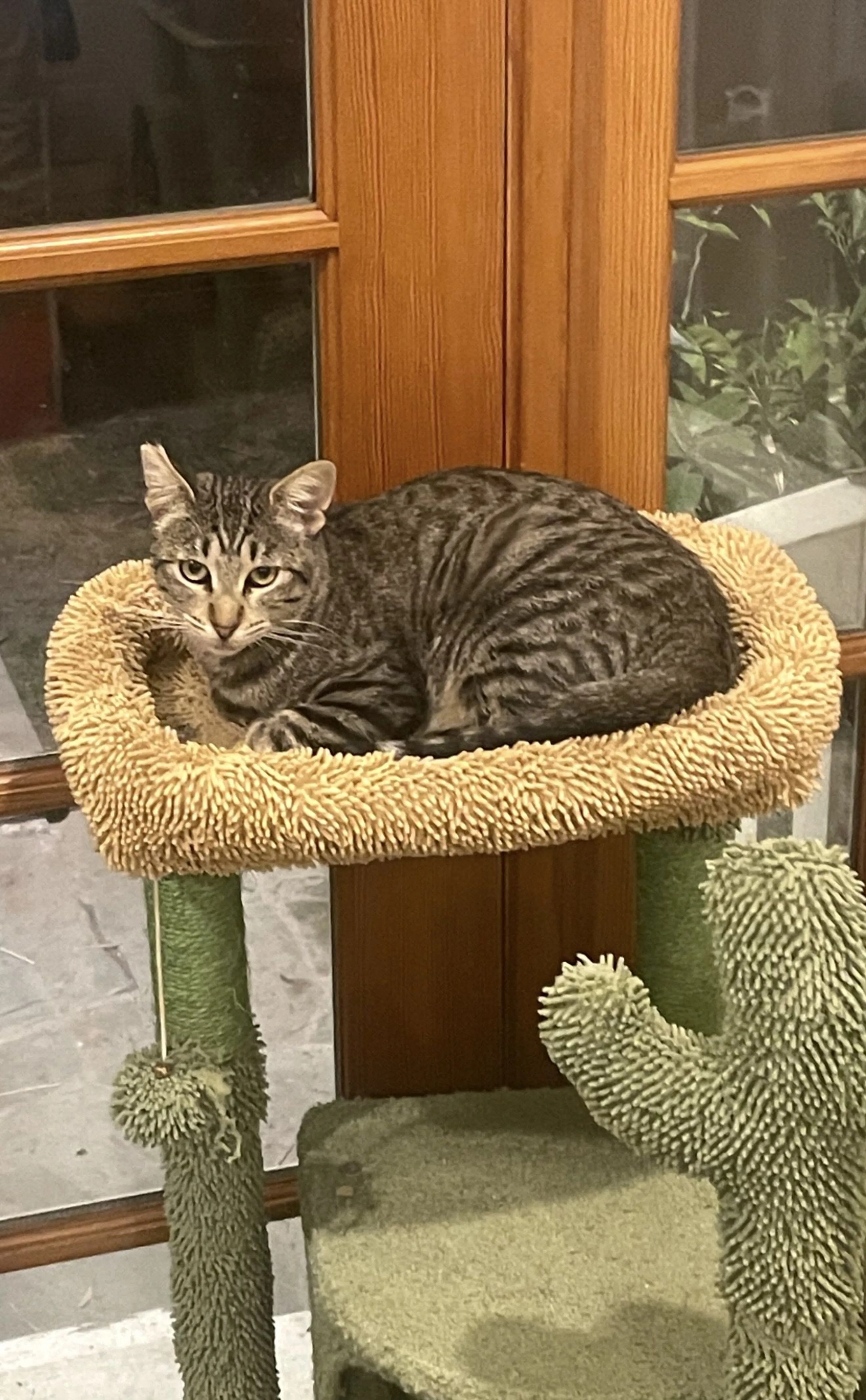 Lost pet-0