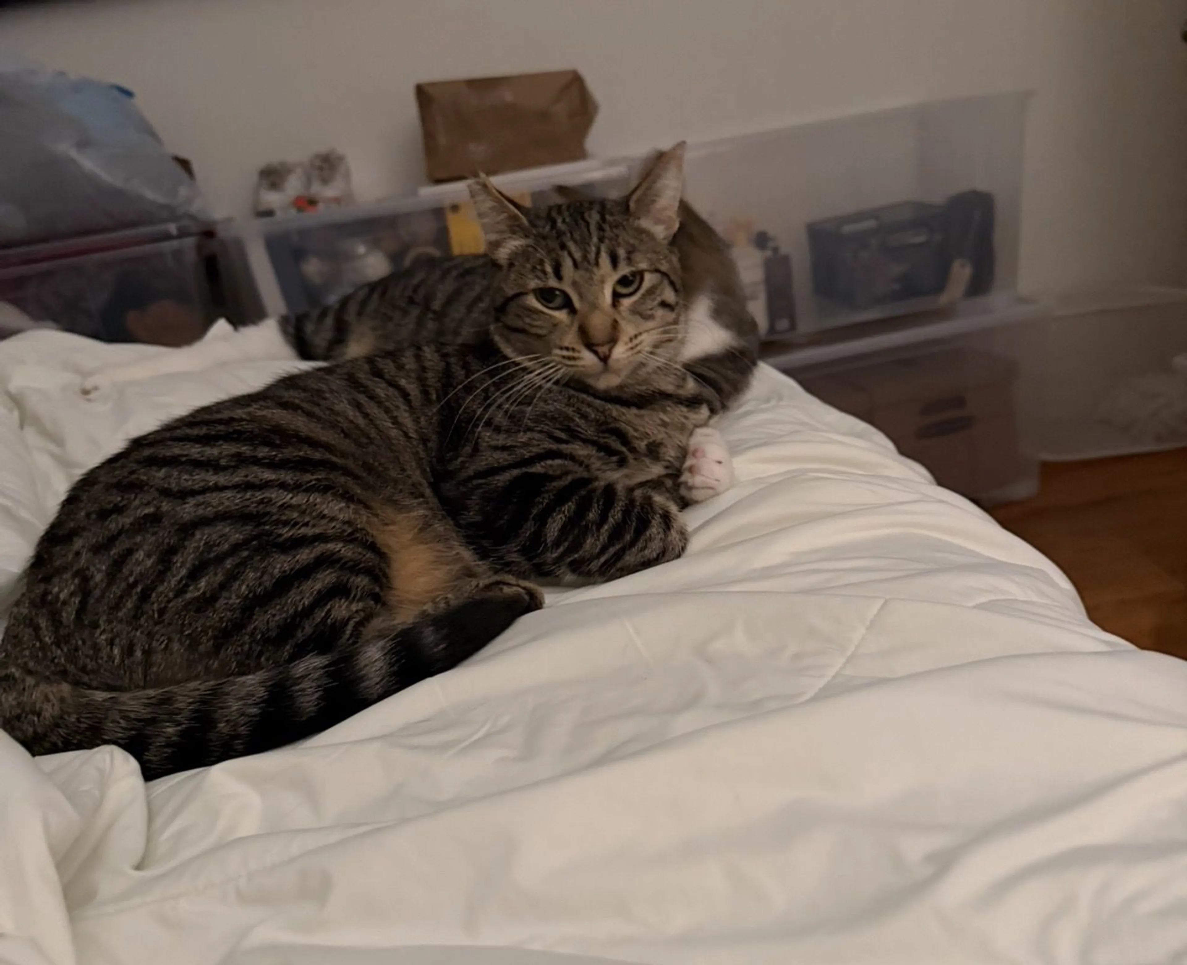 Lost pet-1
