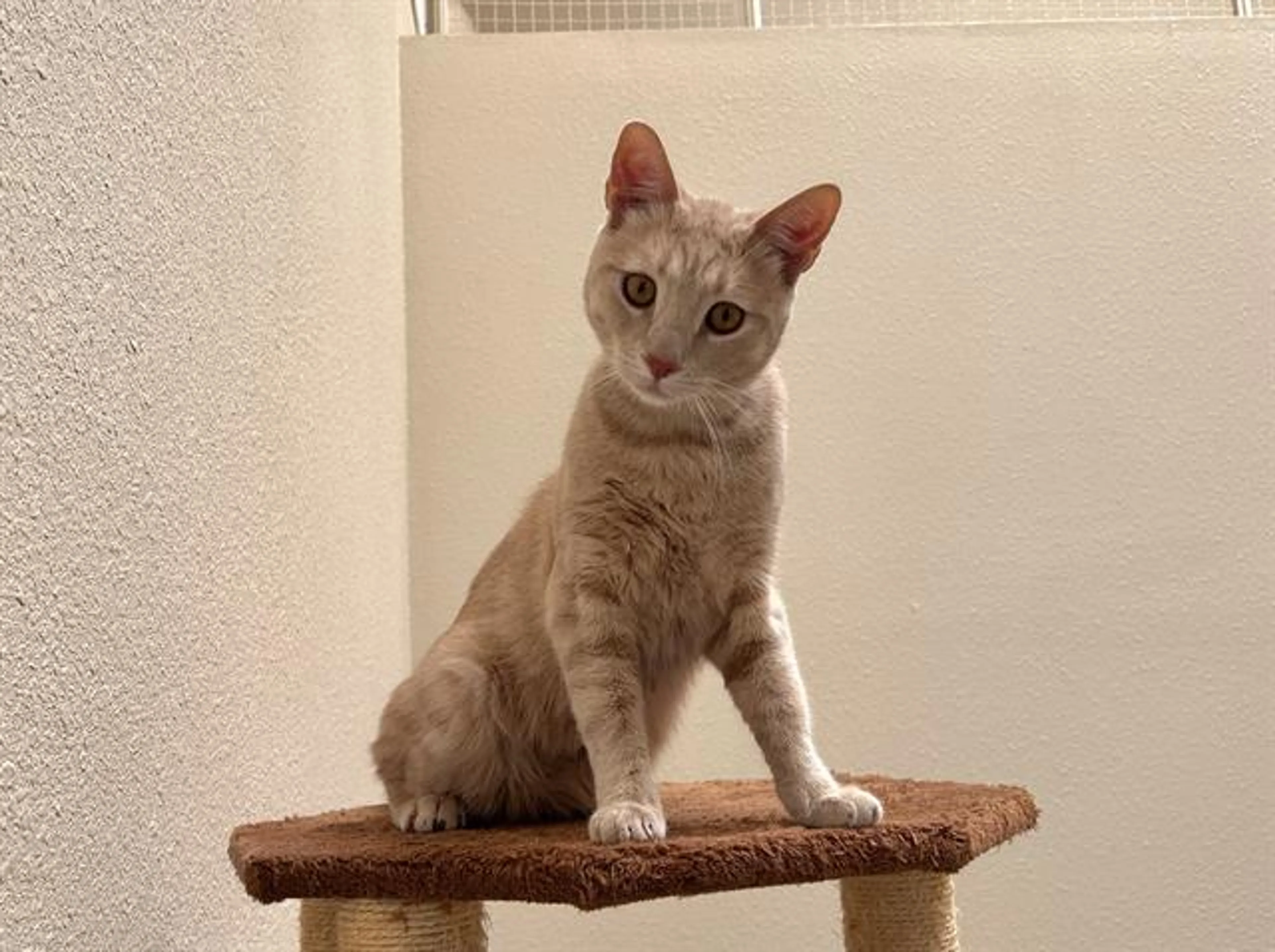 Found pet