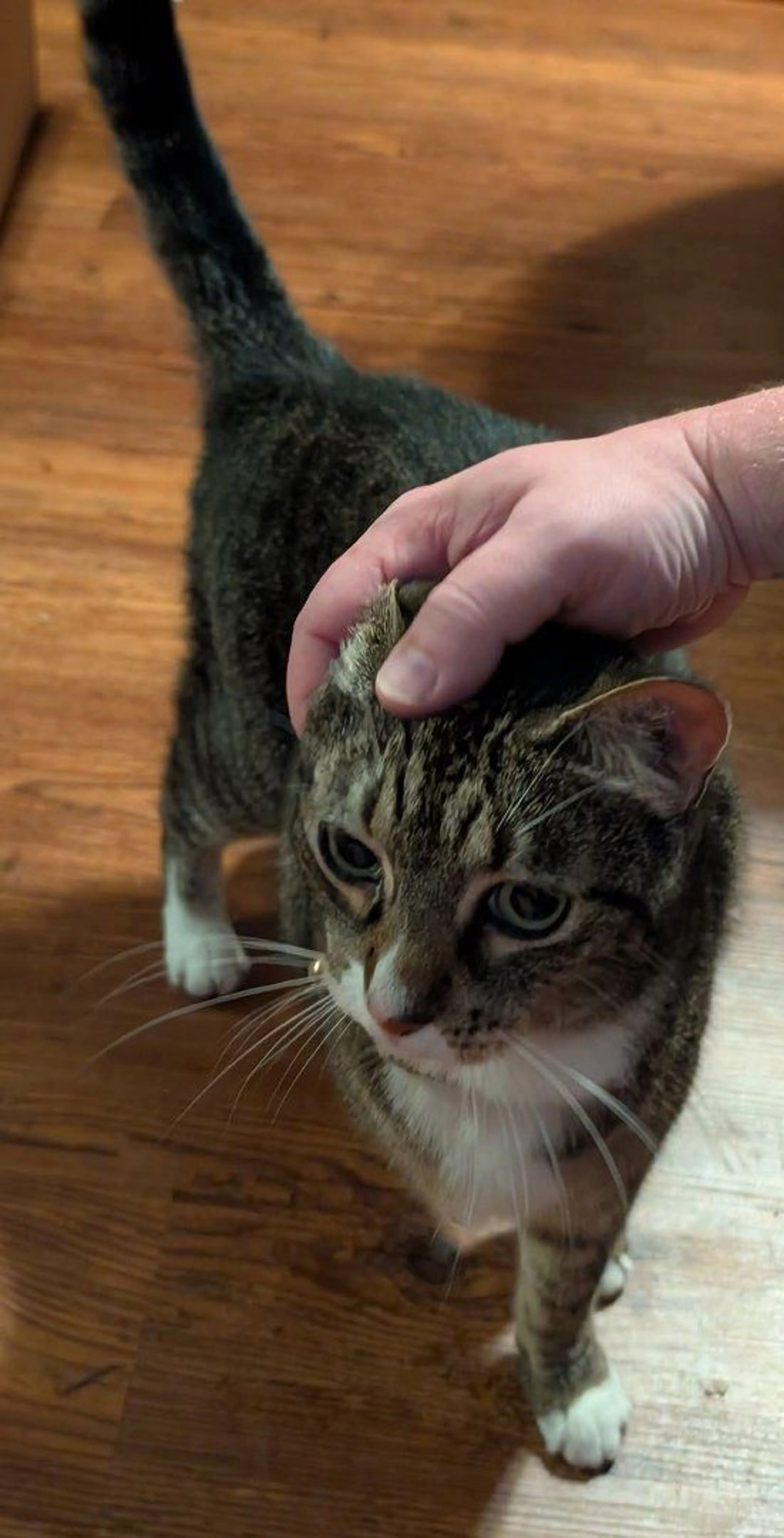 Lost pet