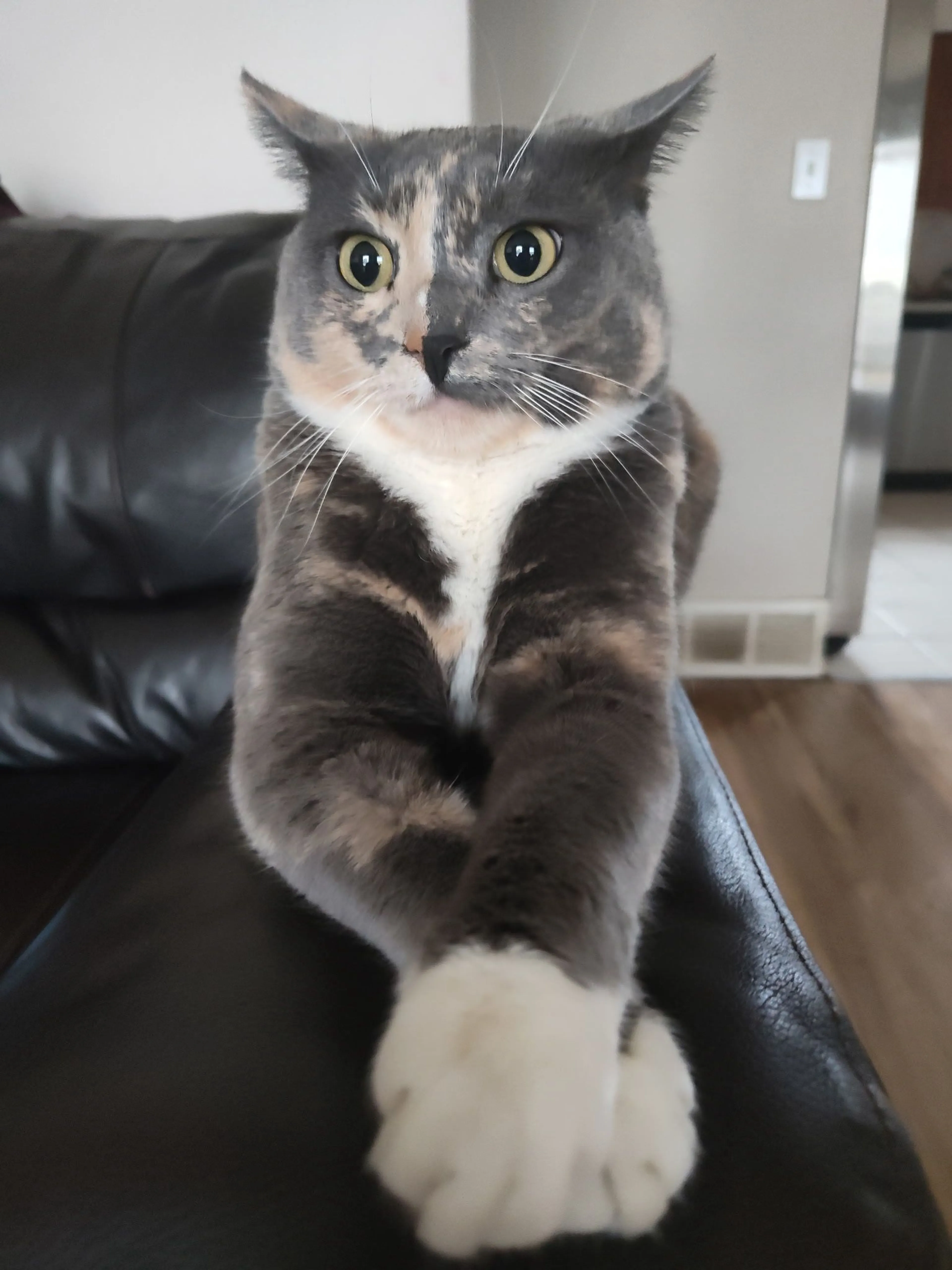 Lost pet-0