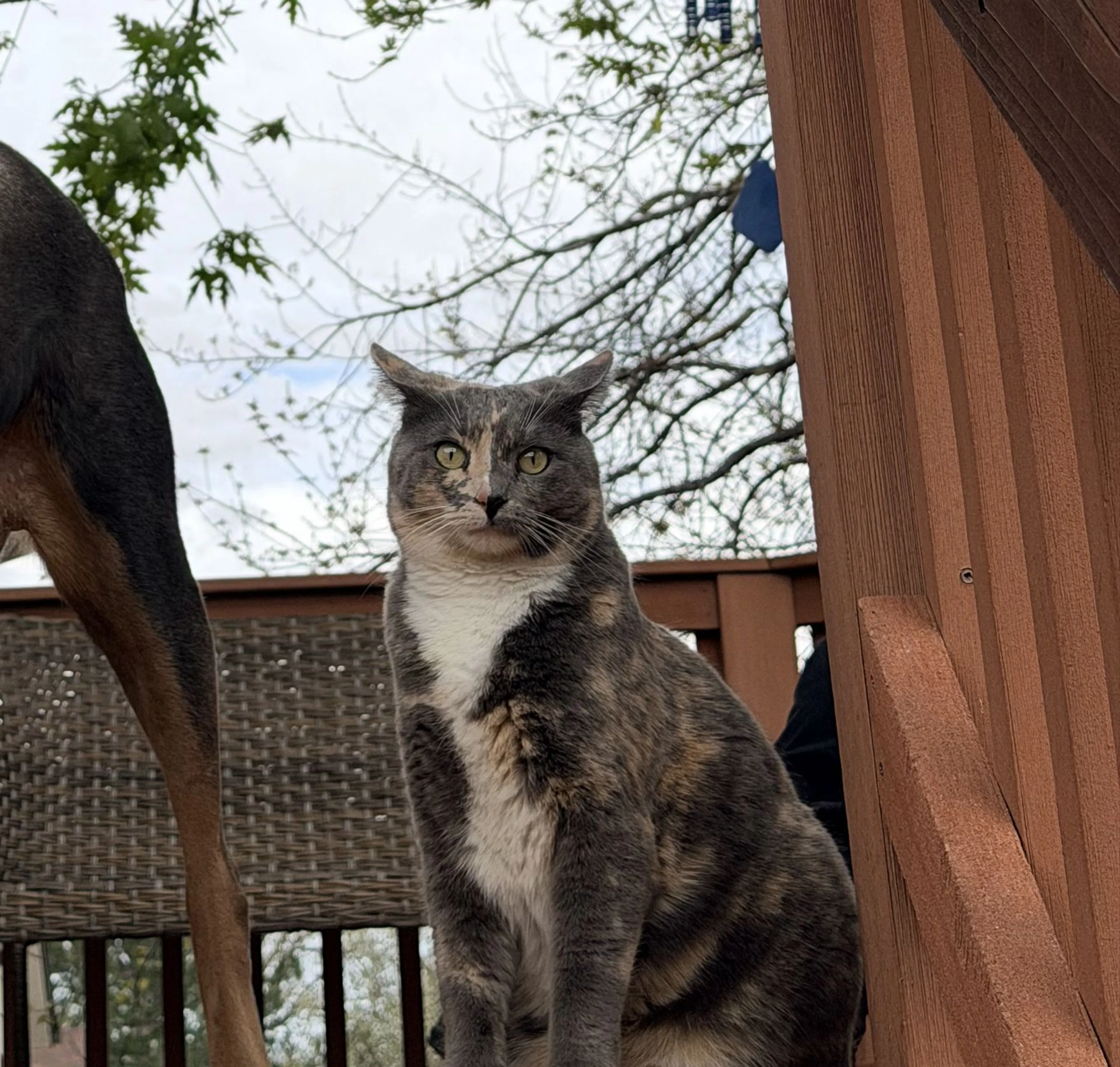 Lost pet-1