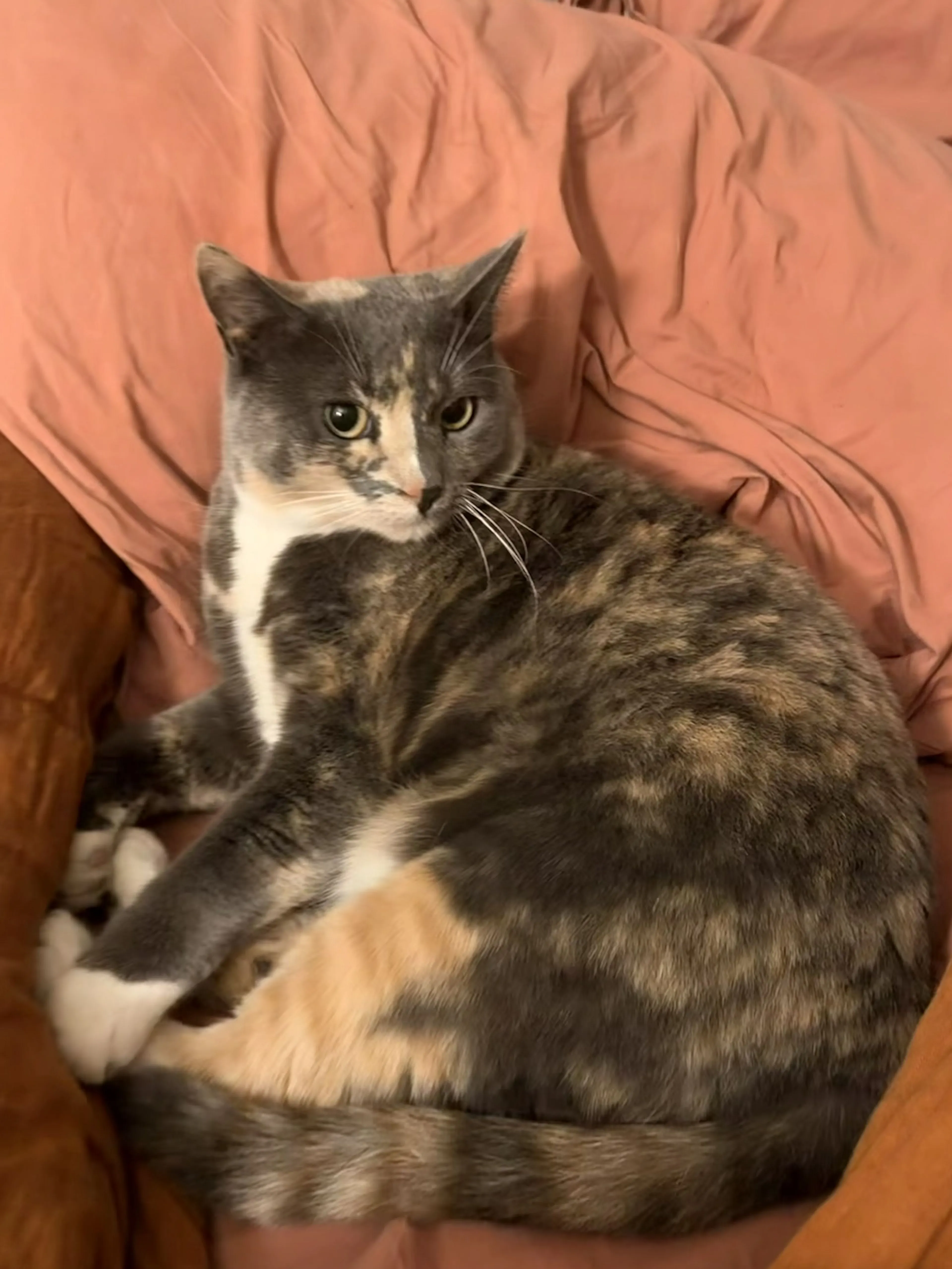 Lost pet-2