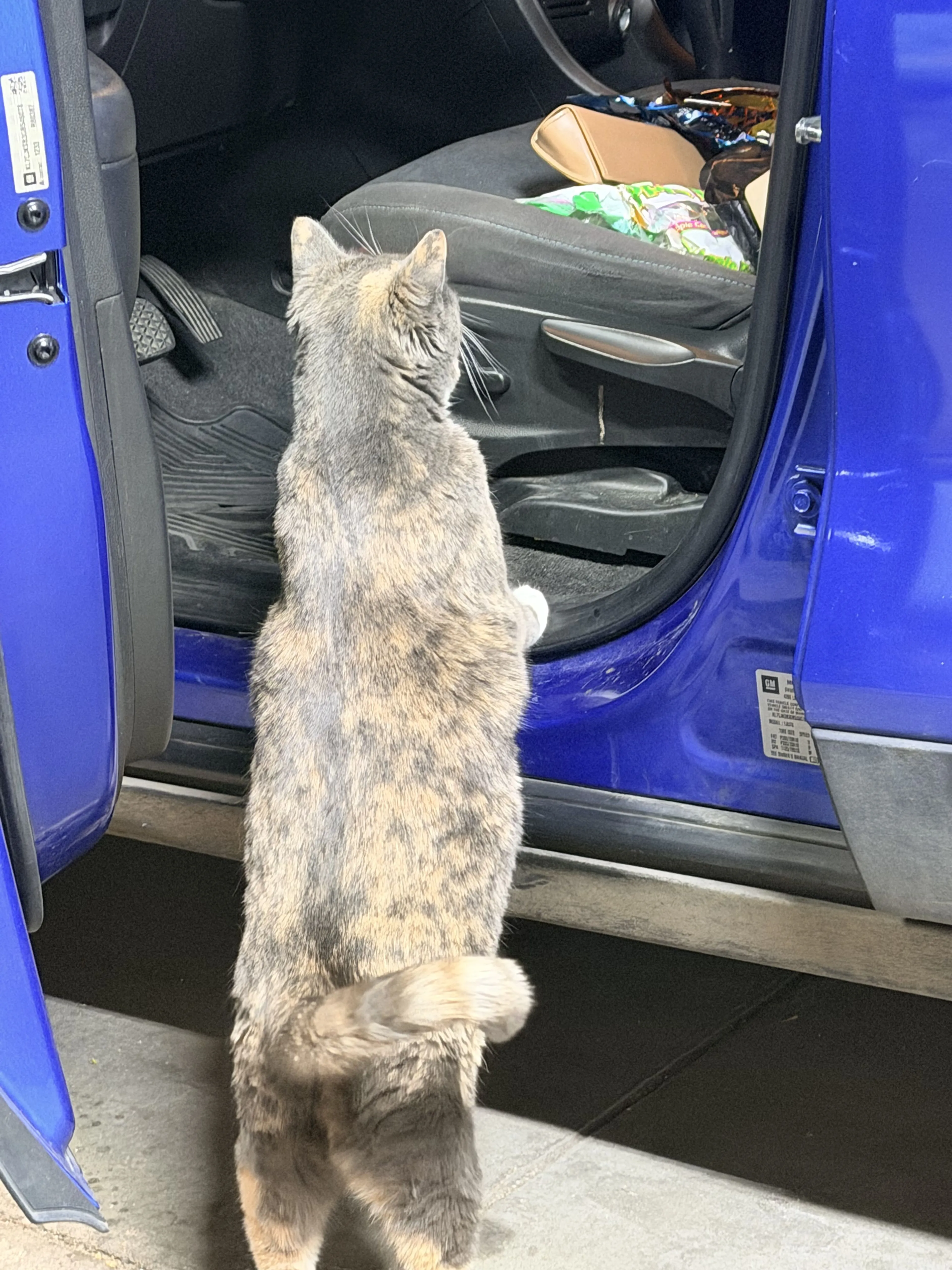 Lost pet-3