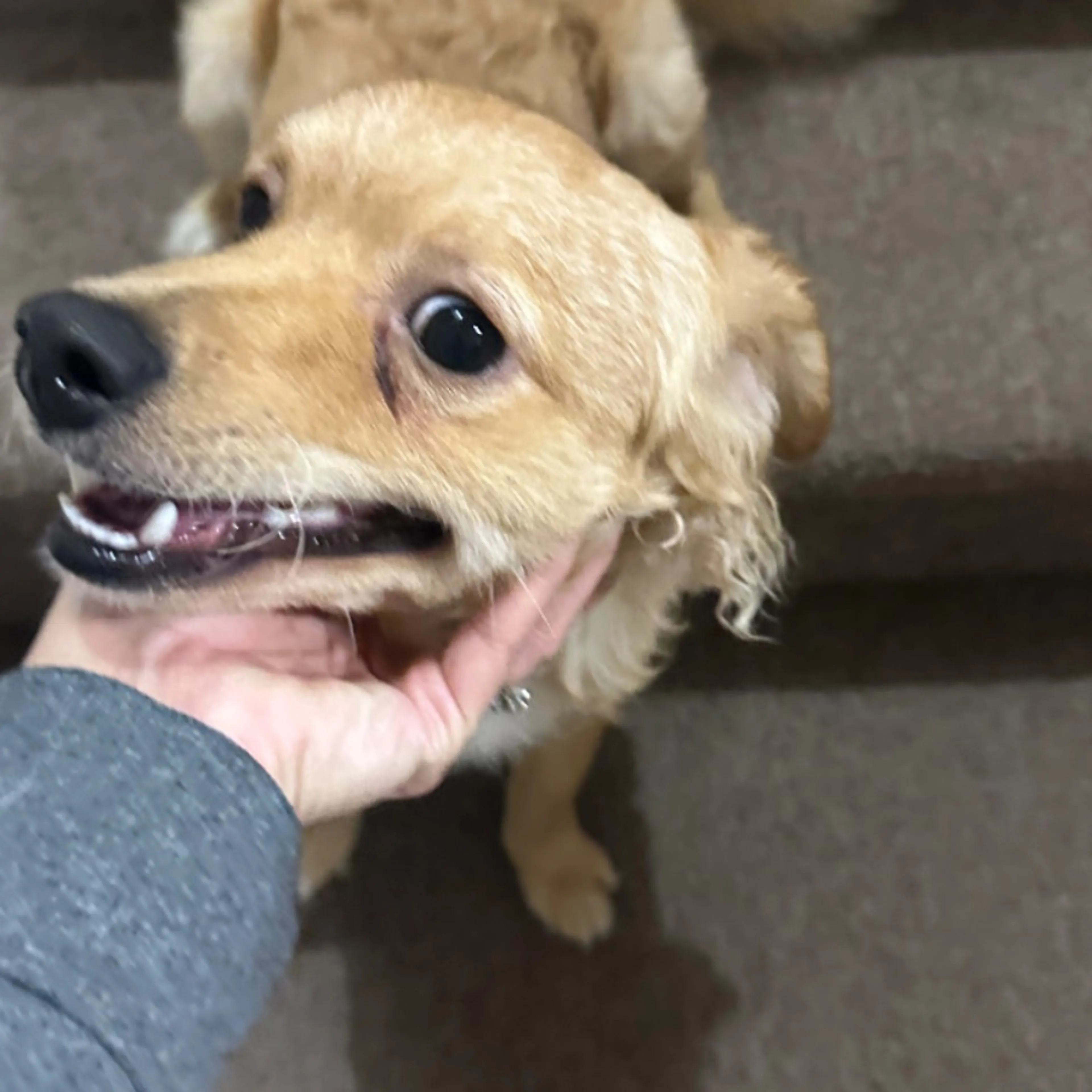 Found pet