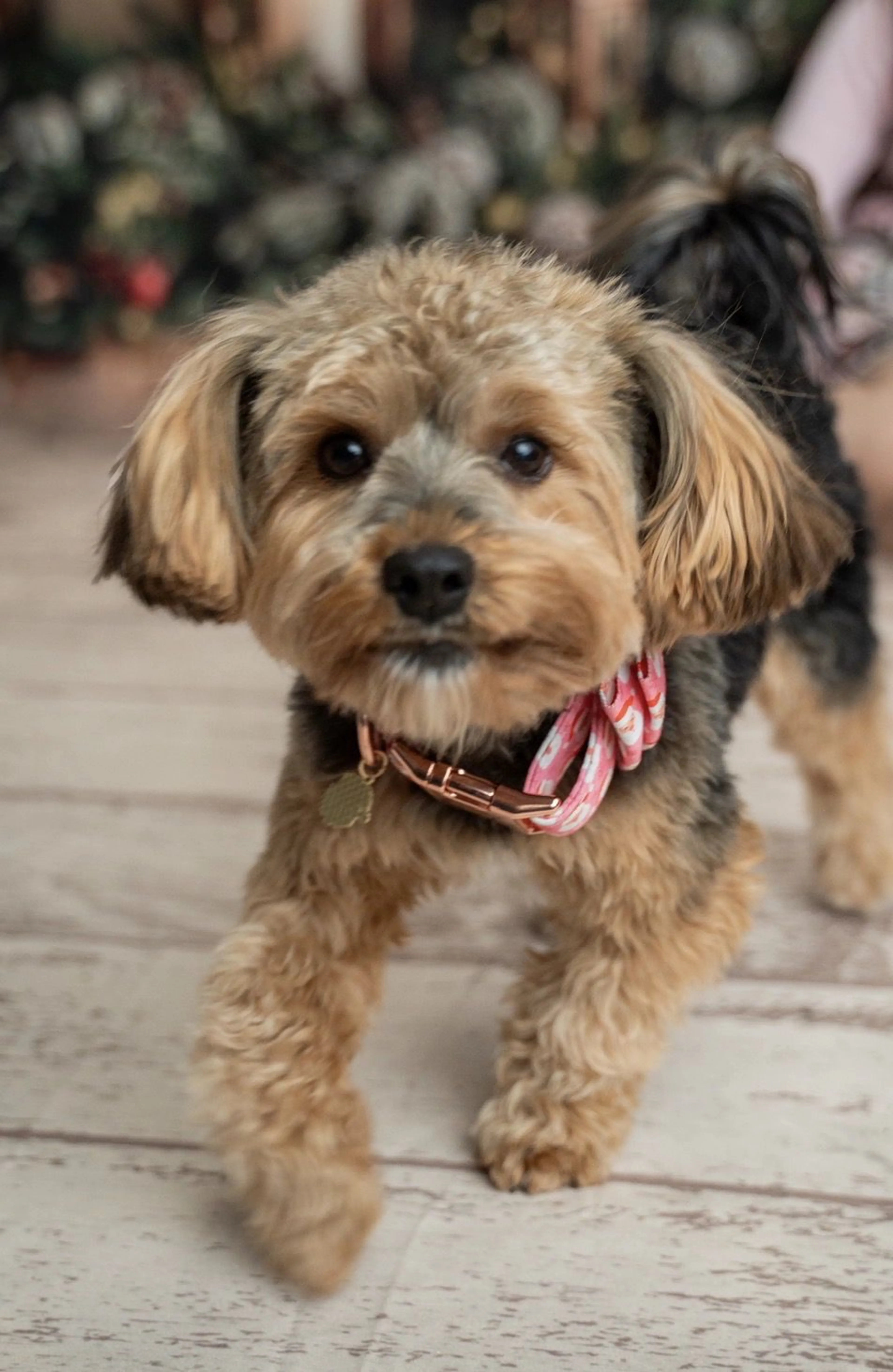 Lost pet