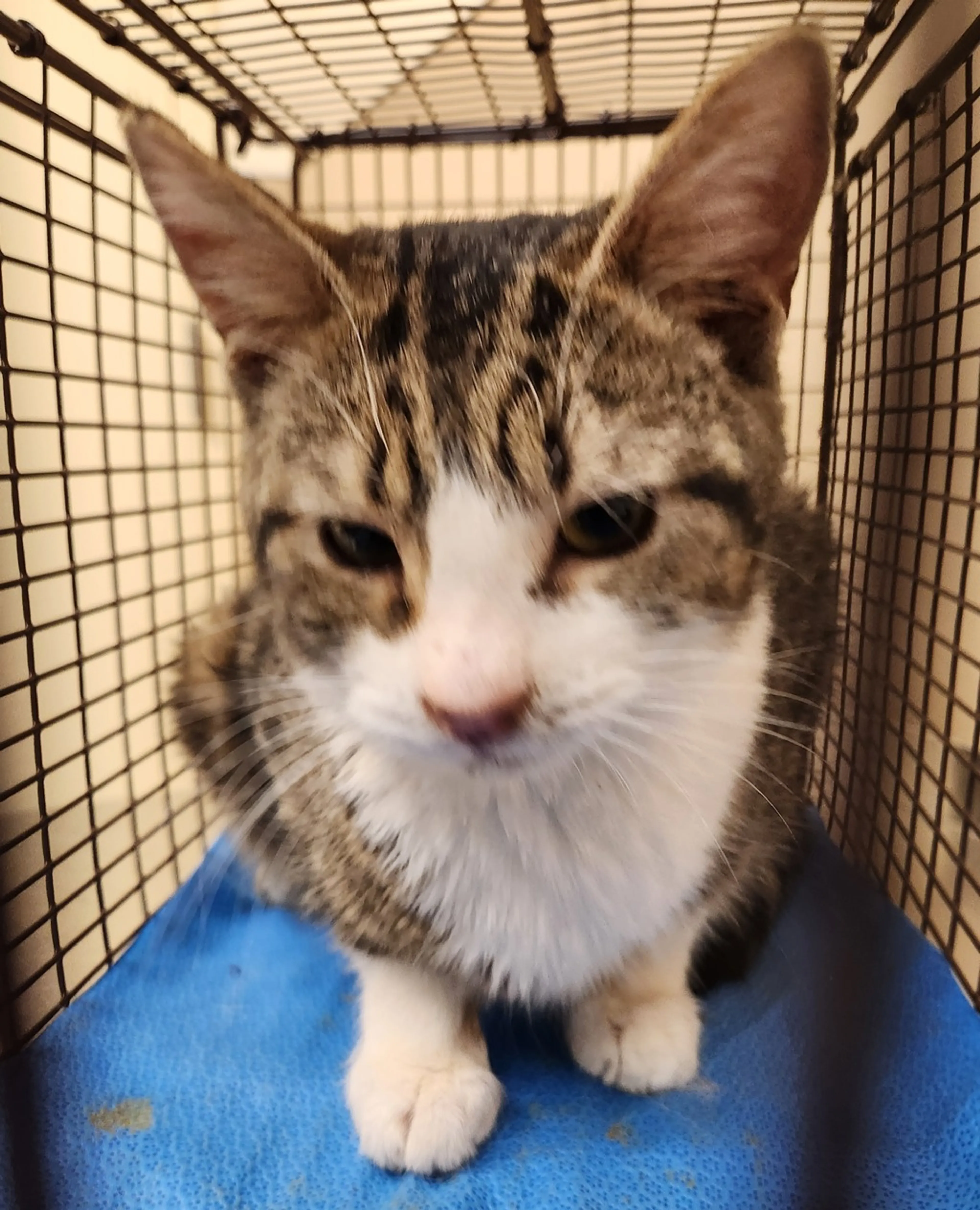Found pet