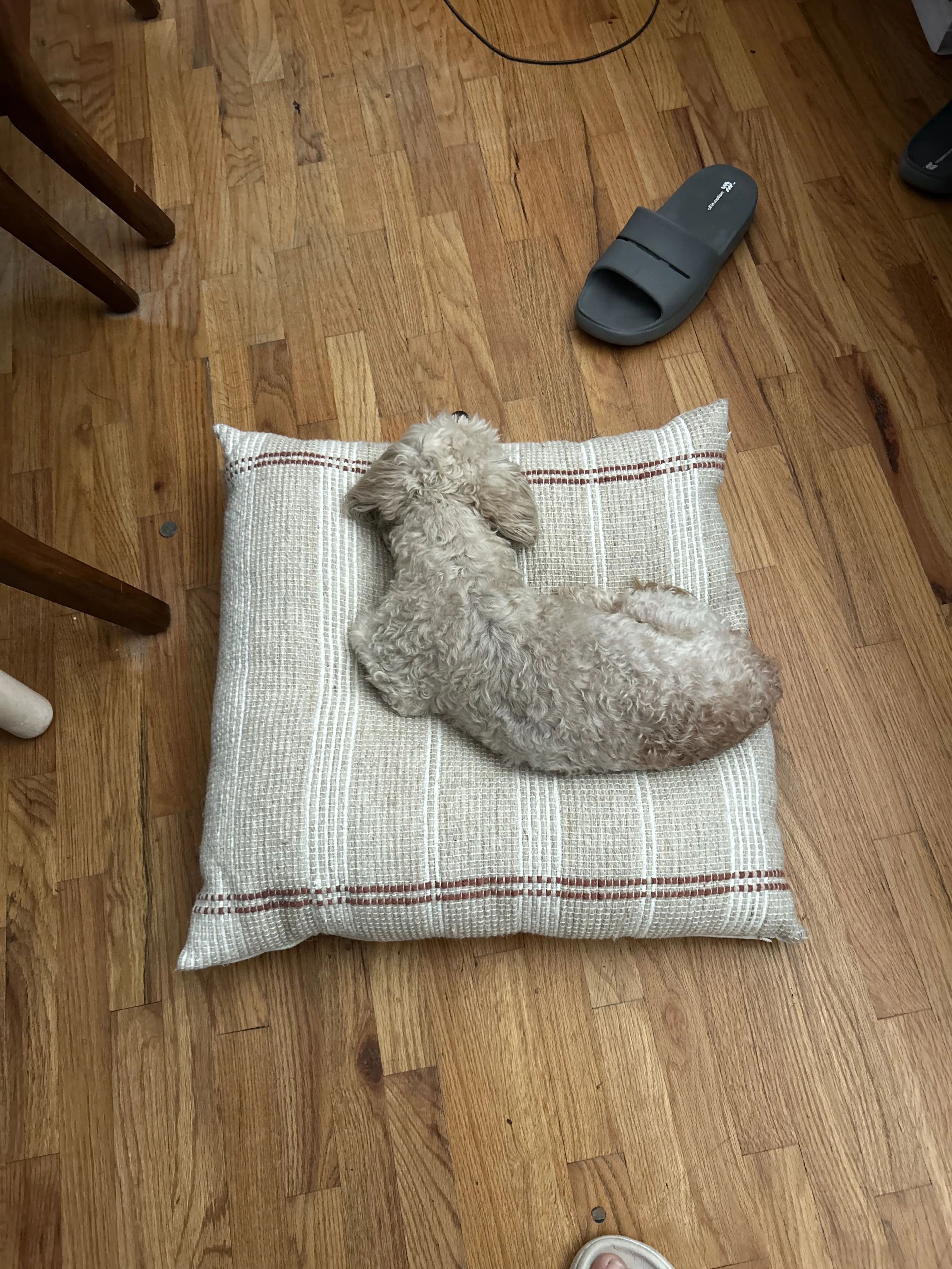 Lost pet-3