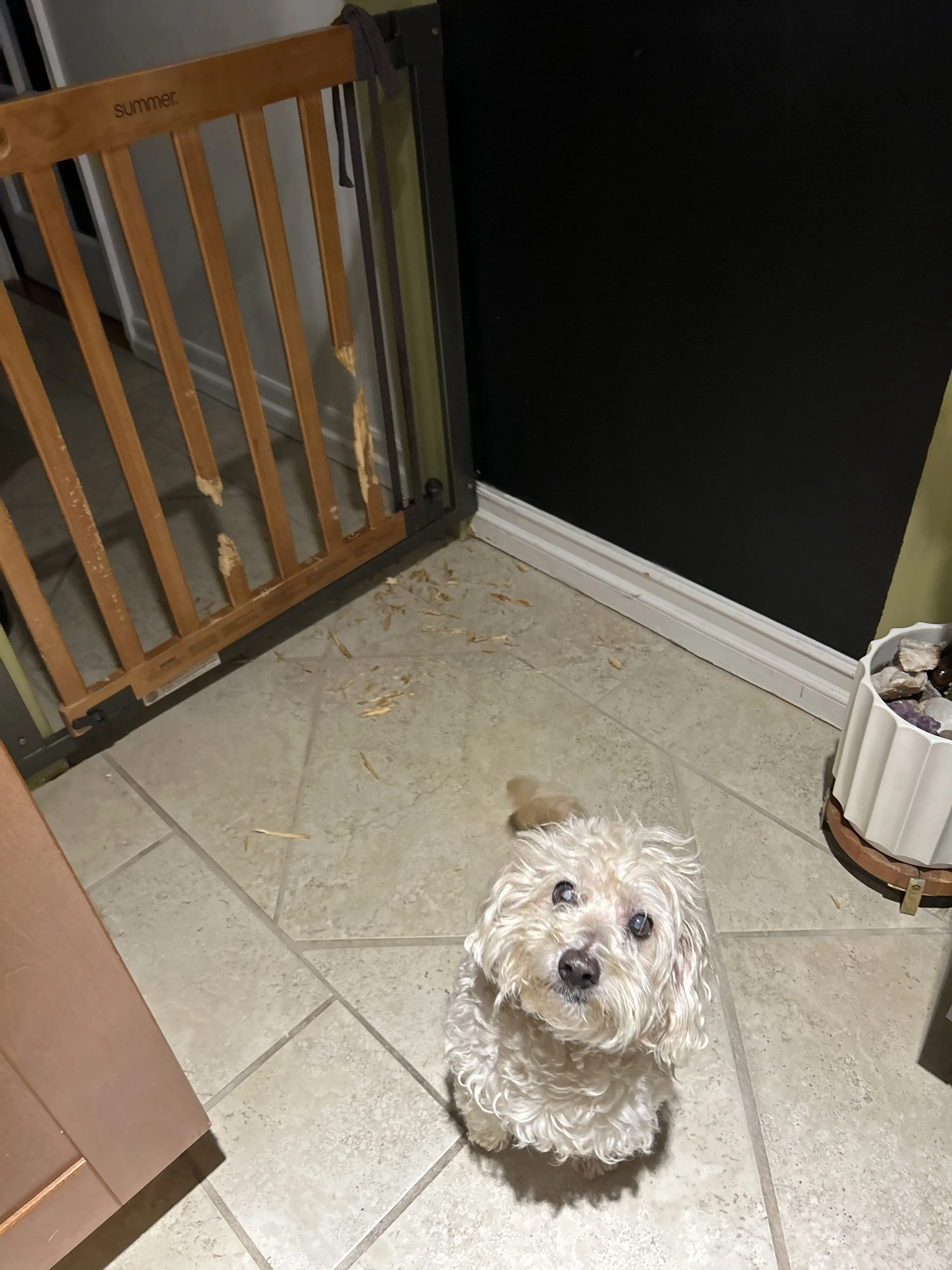 Lost pet-4