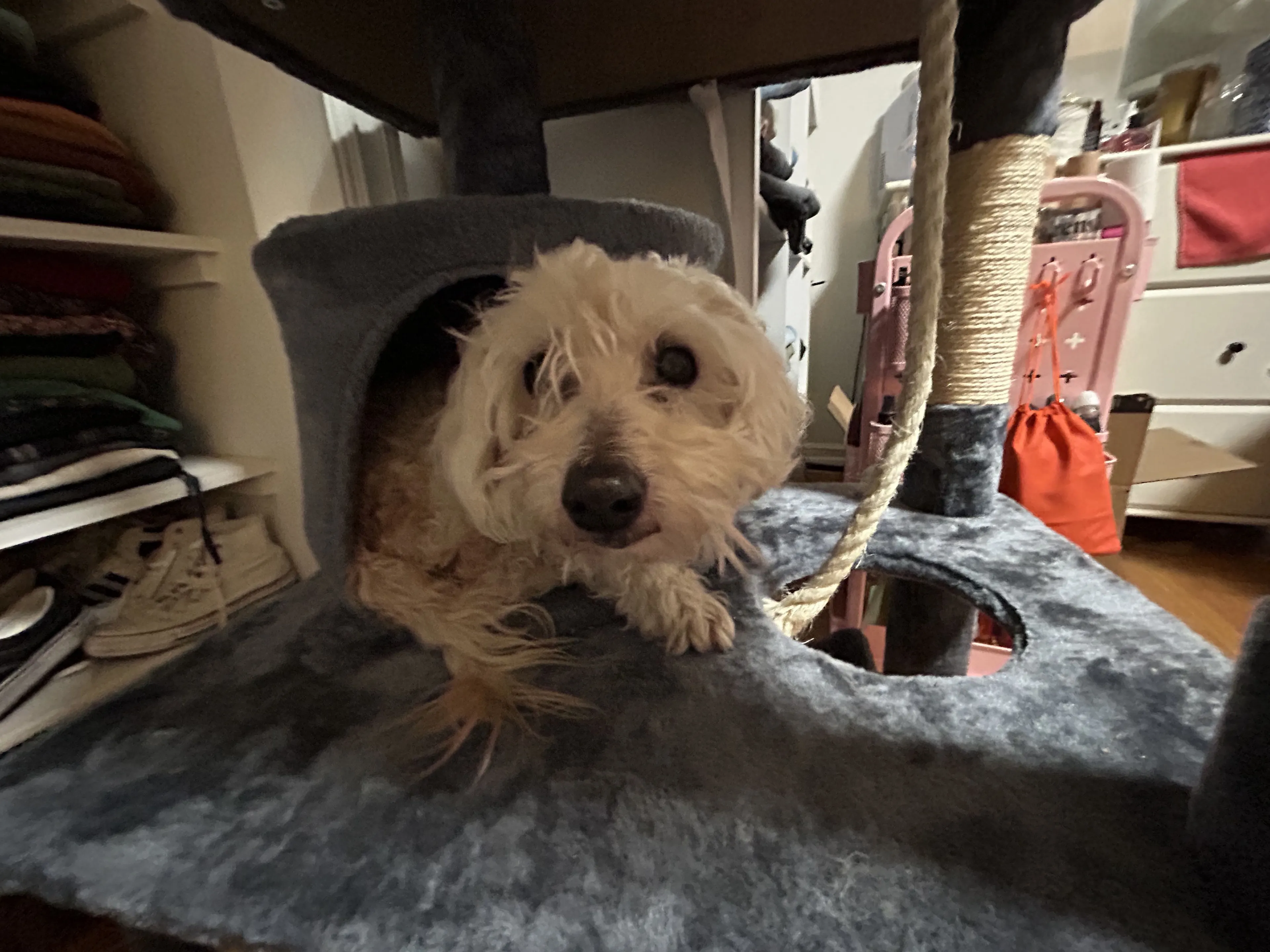 Lost pet-0