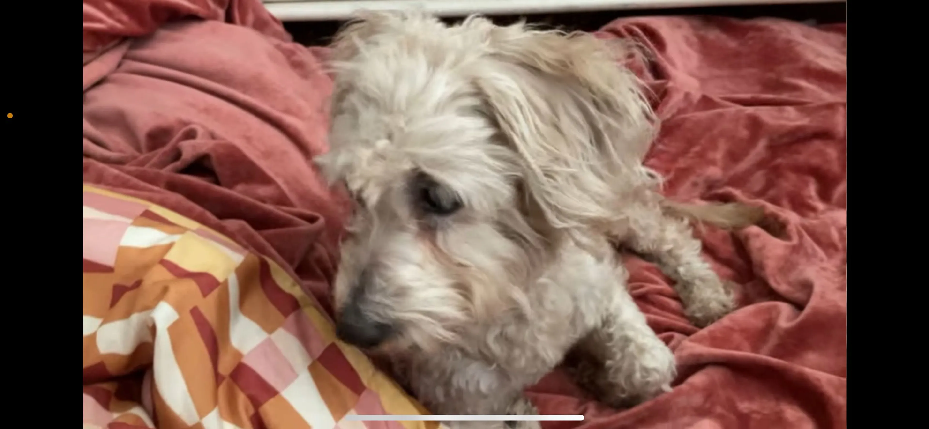 Lost pet-2