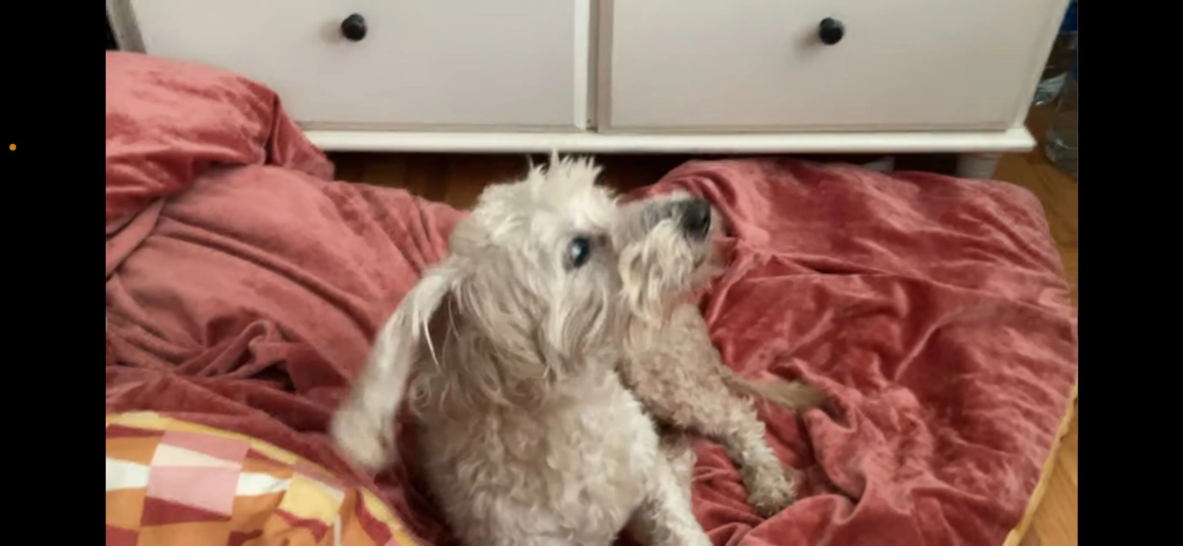 Lost pet-1