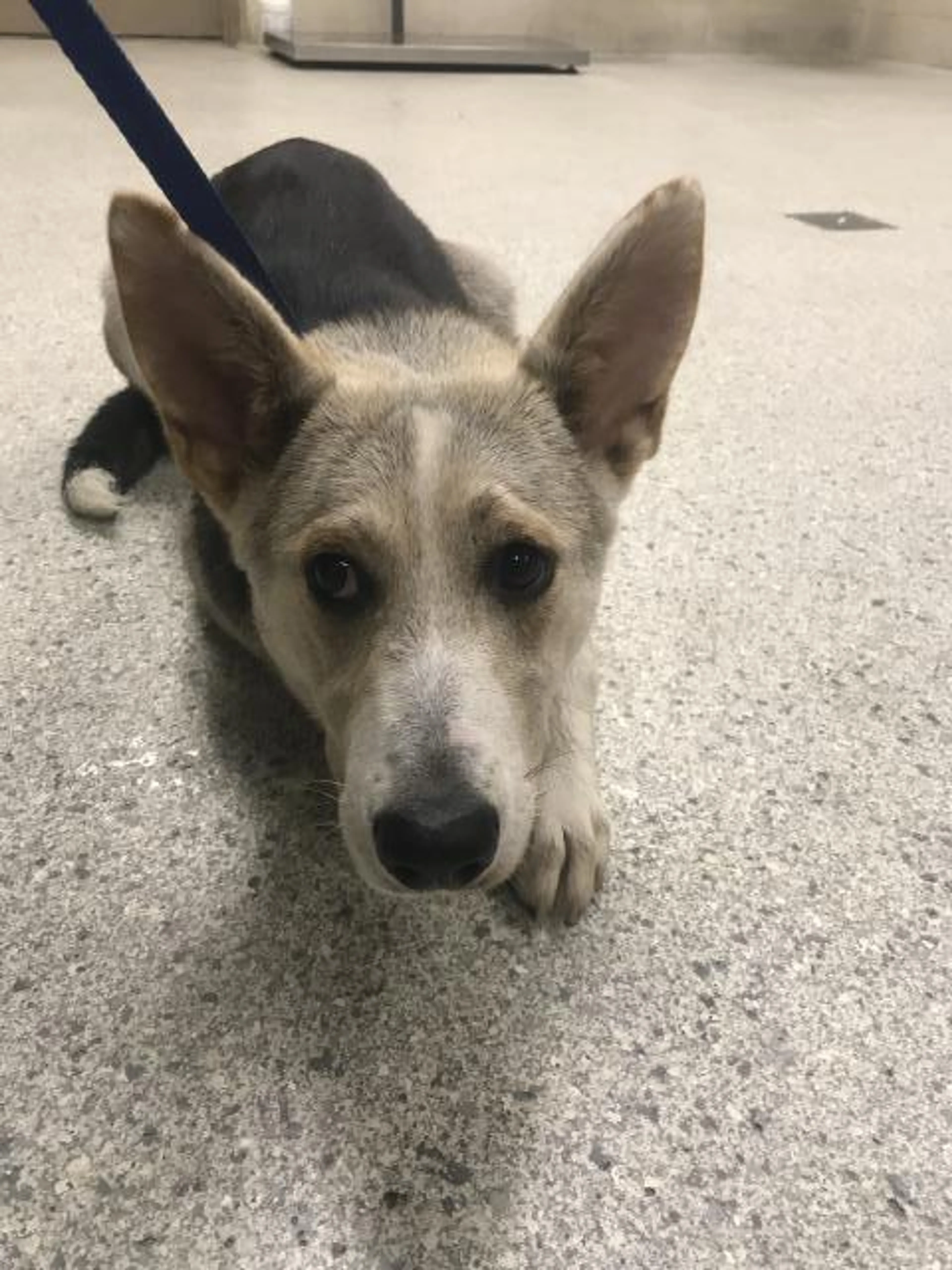 Found pet