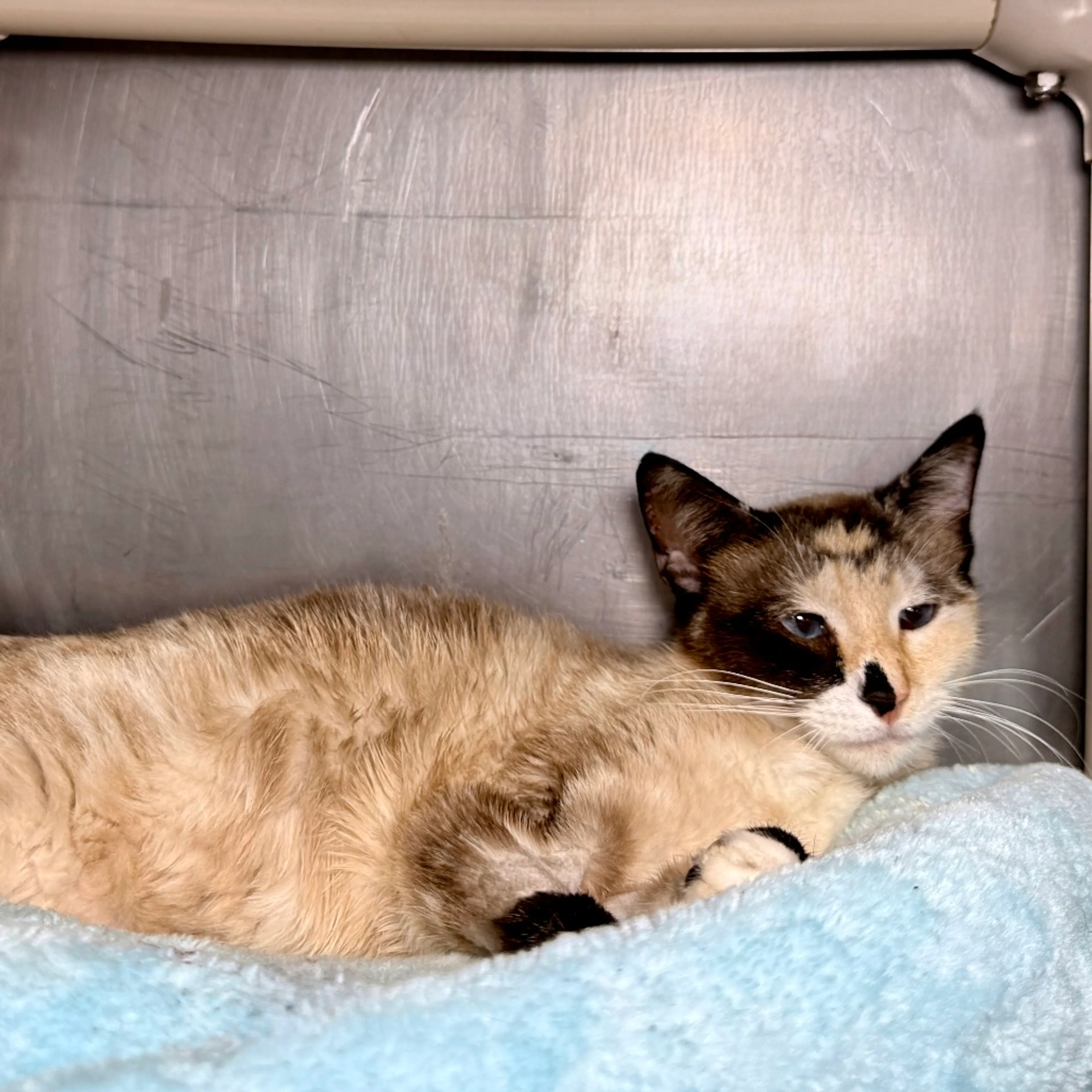 Found pet-1