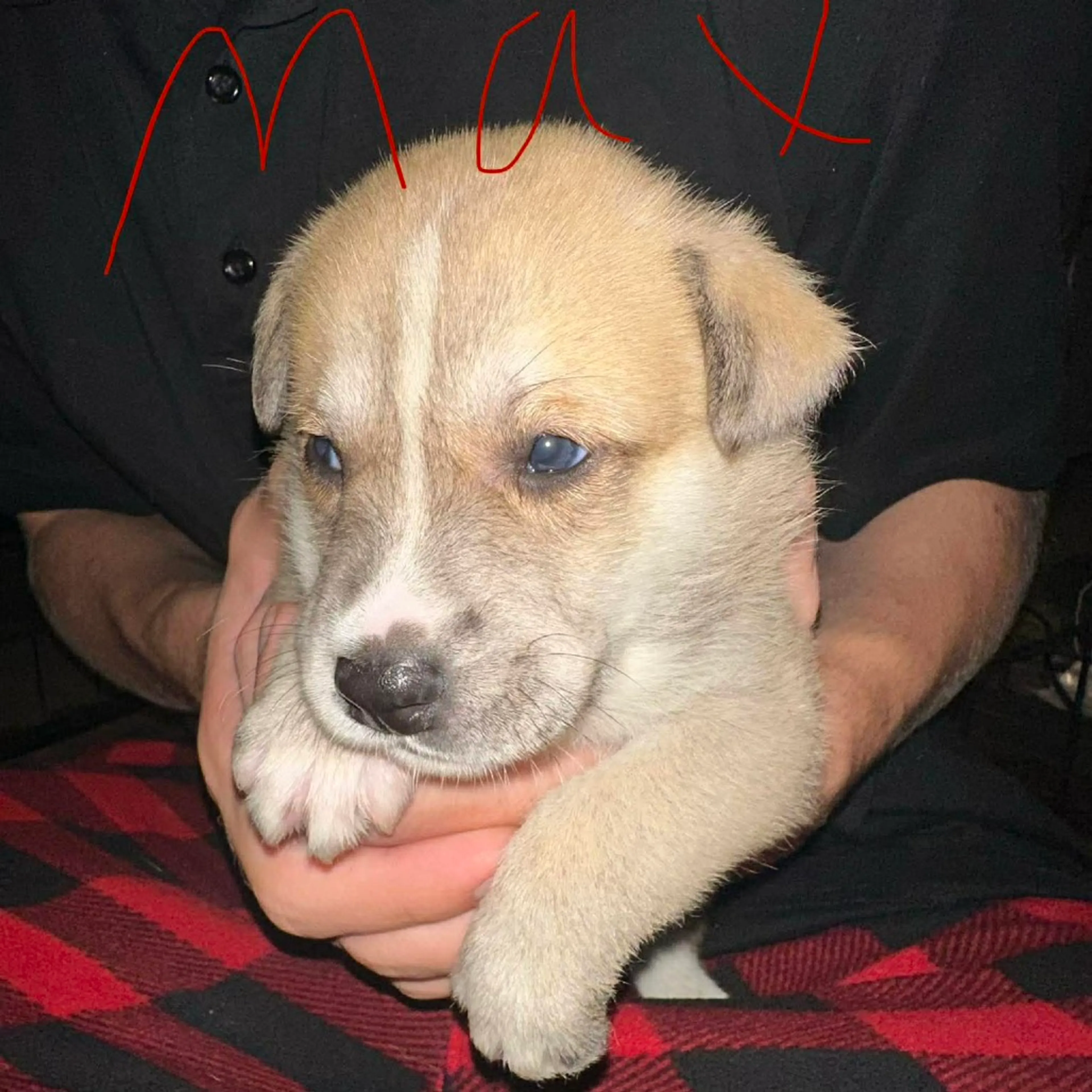 Found pet