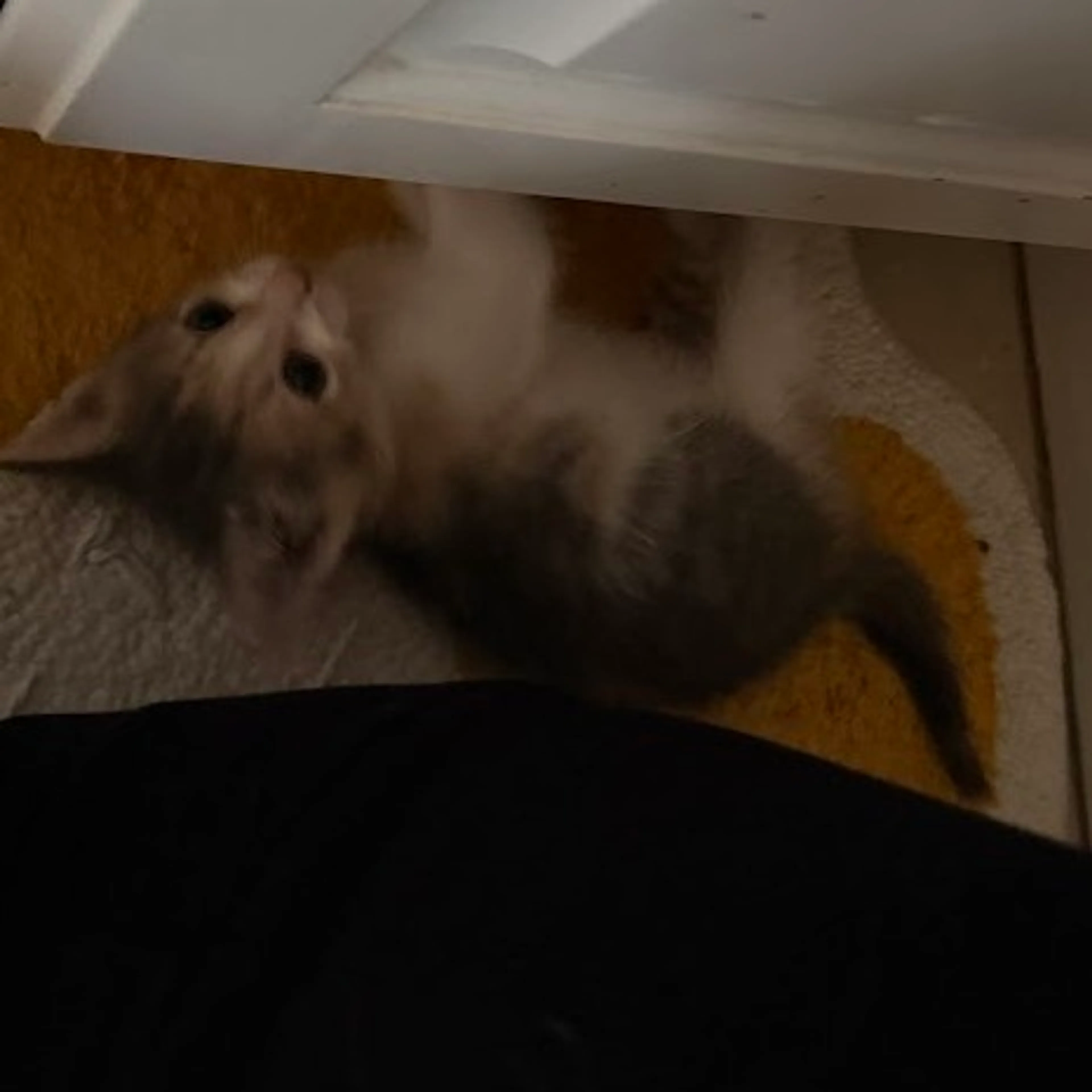 Found pet-3