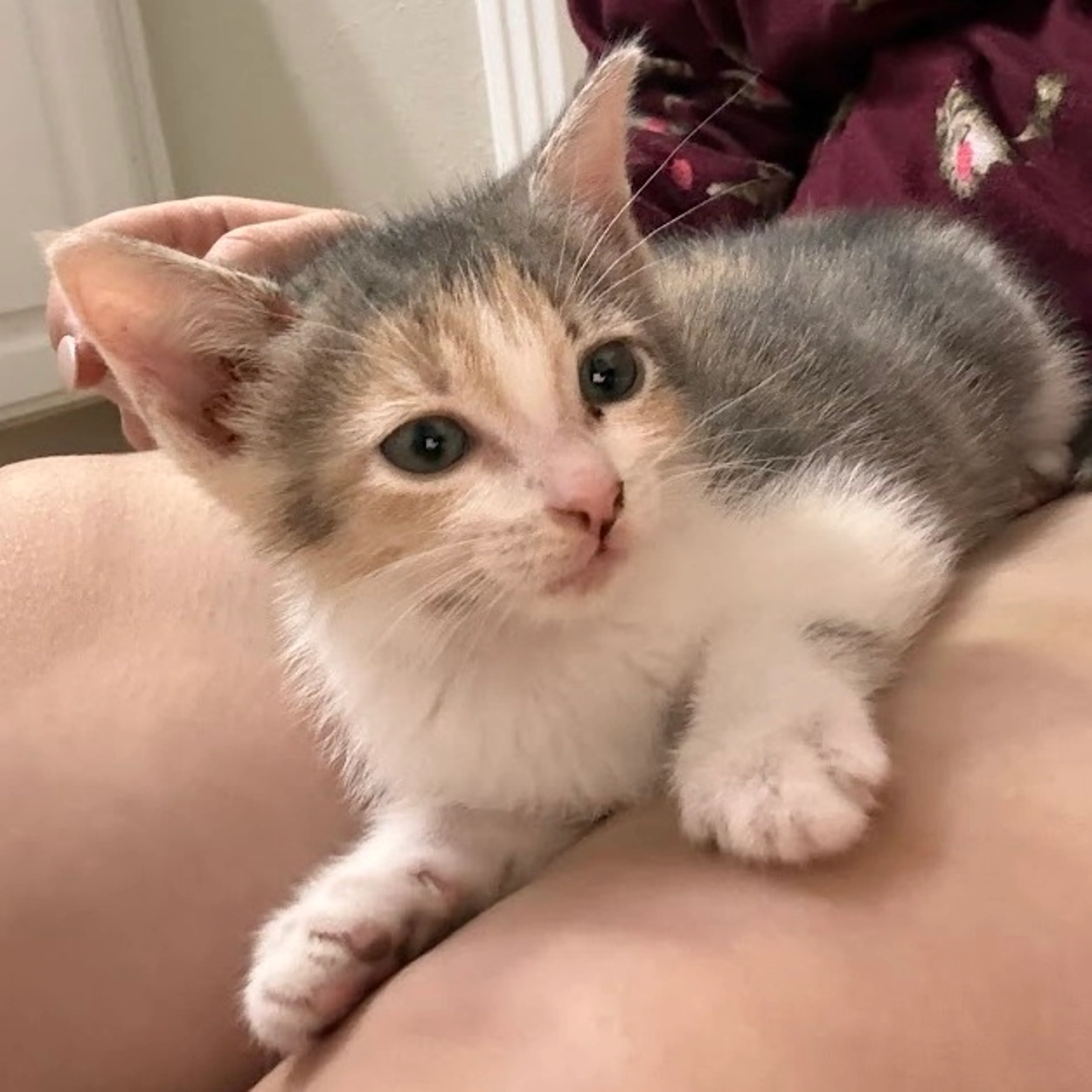 Found pet-0
