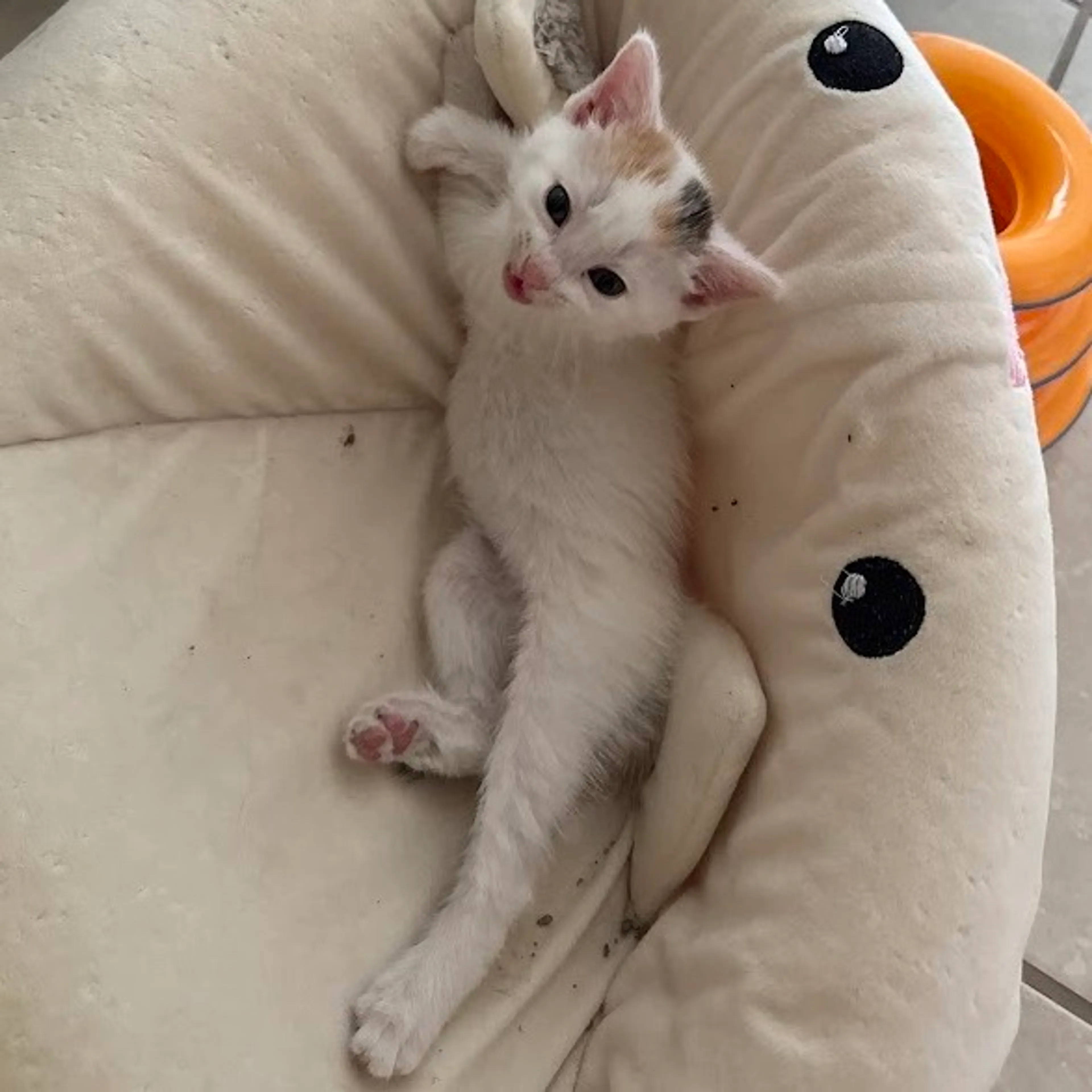 Found pet-4