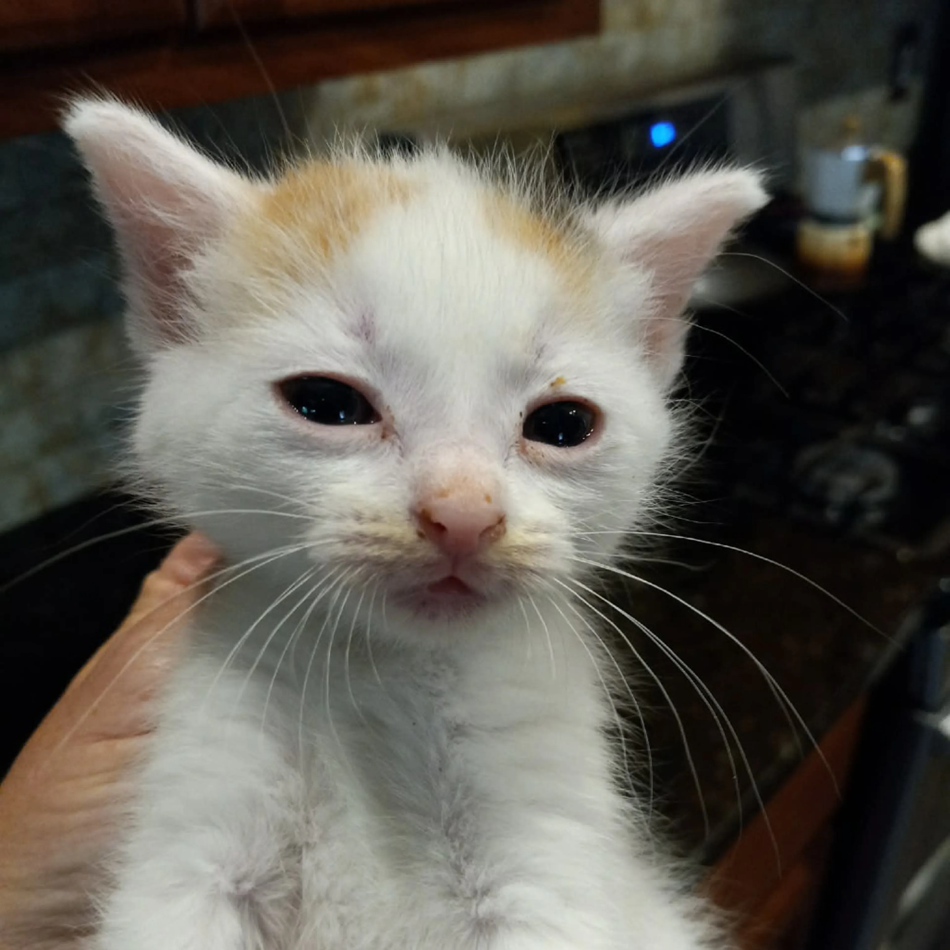 Found pet-2