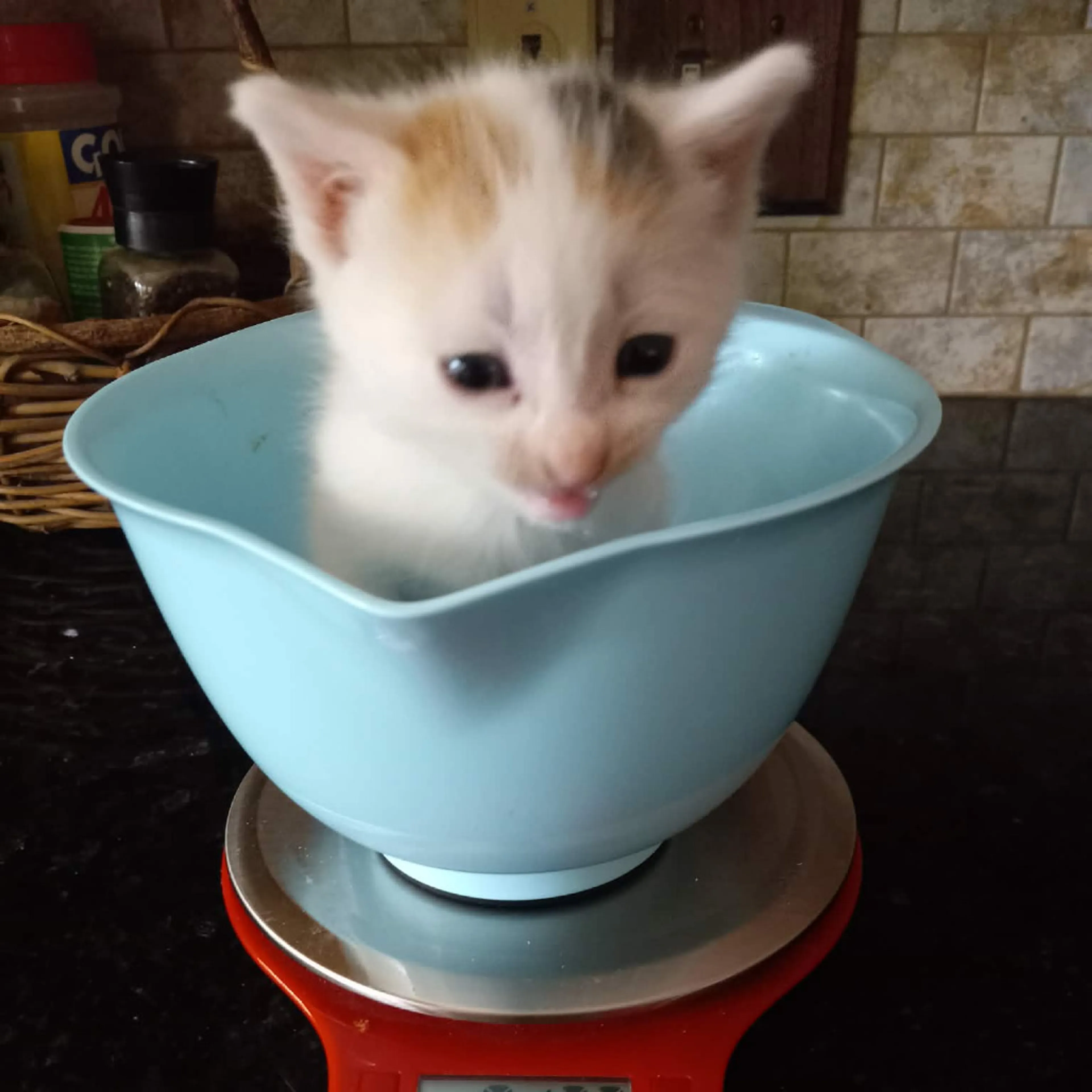 Found pet-1