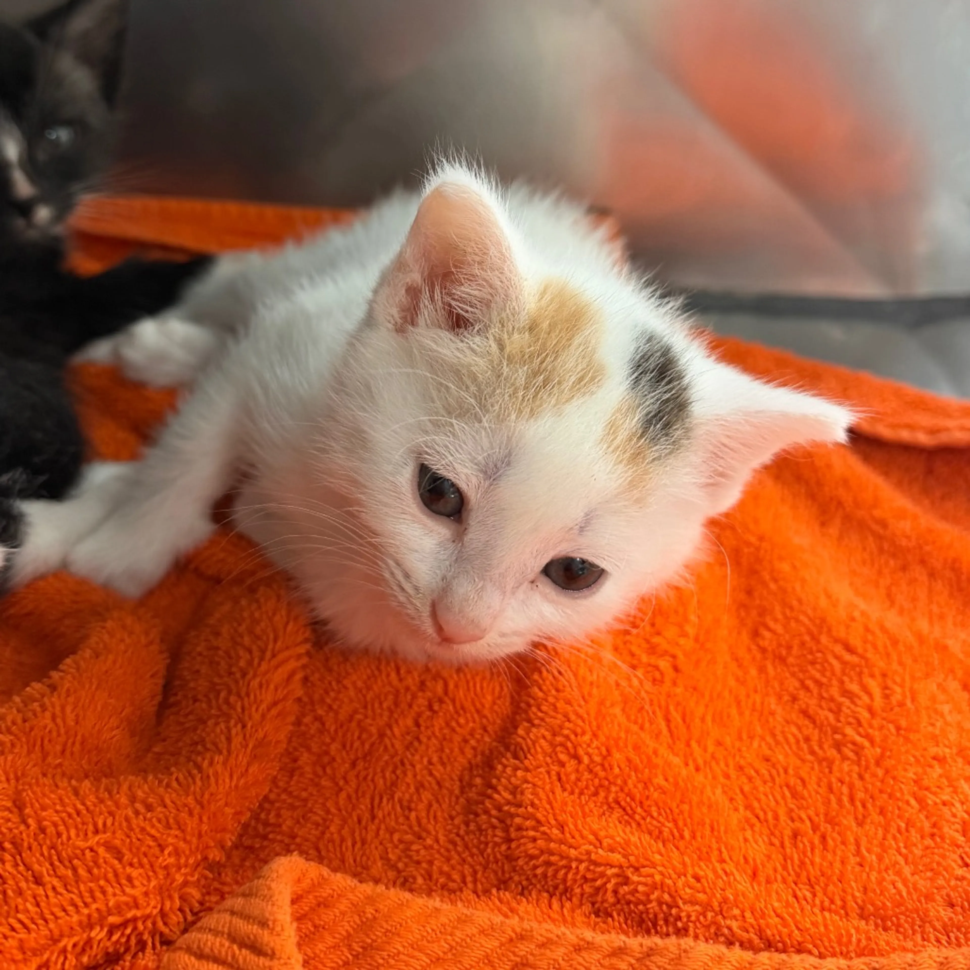 Found pet-3
