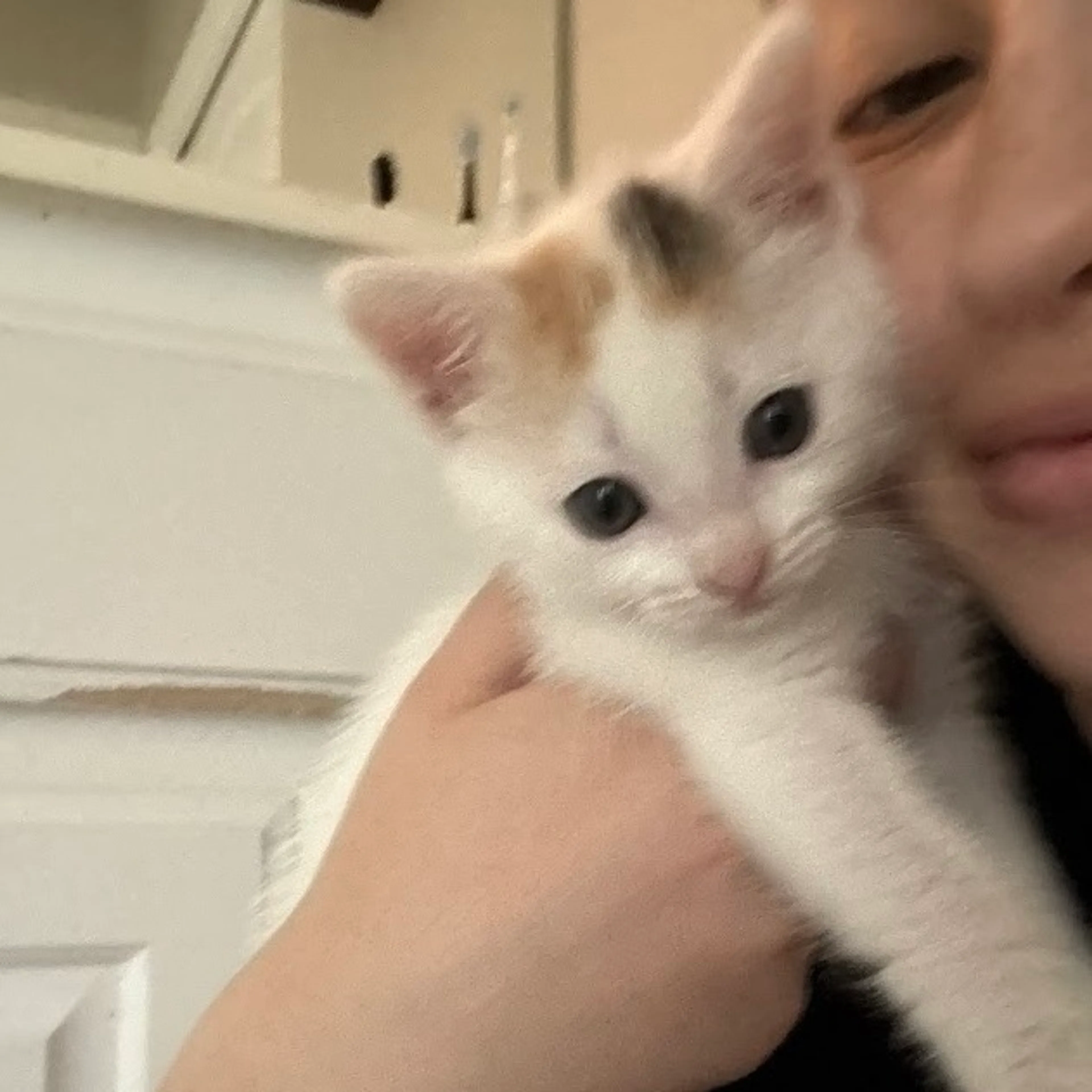 Found pet-0