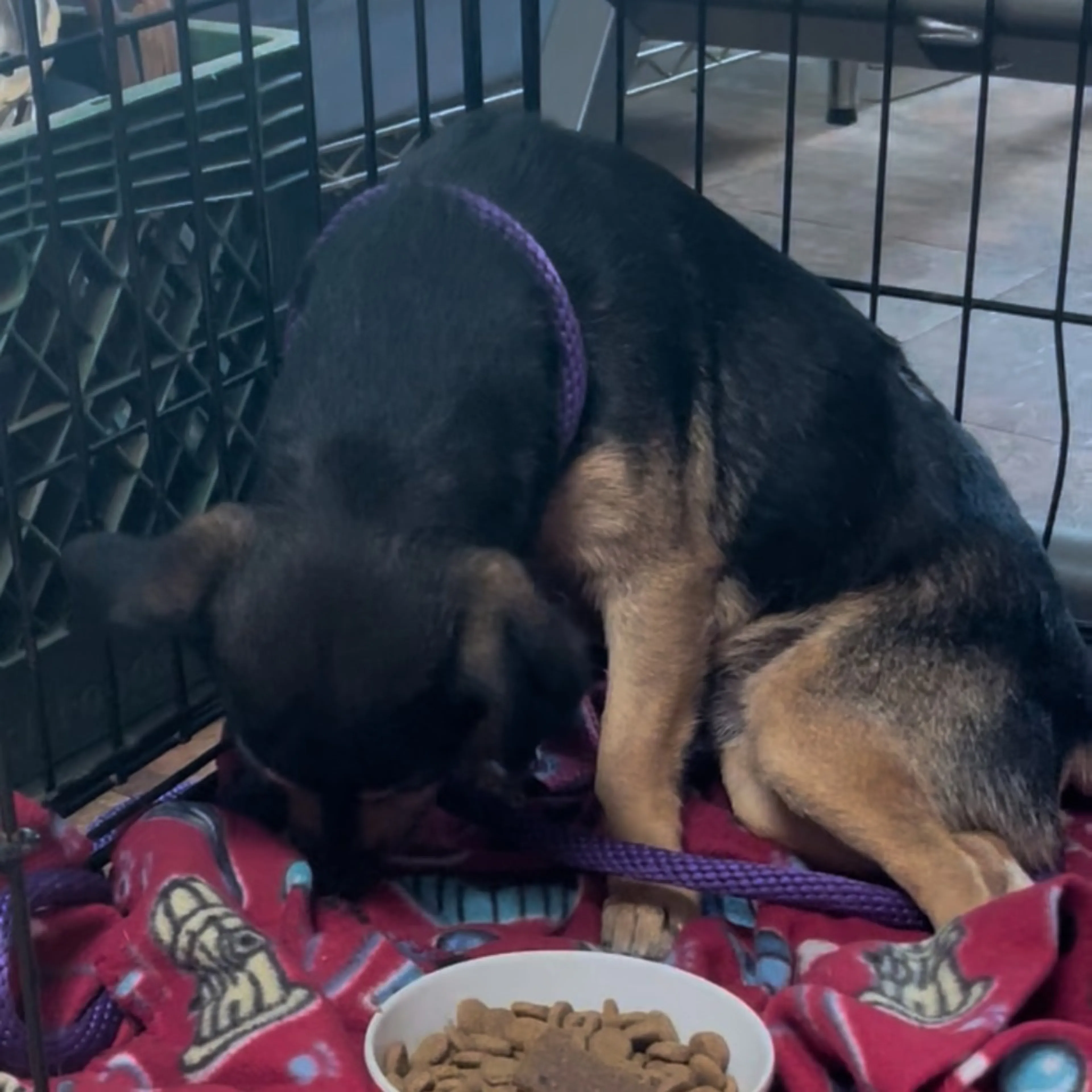 Found pet