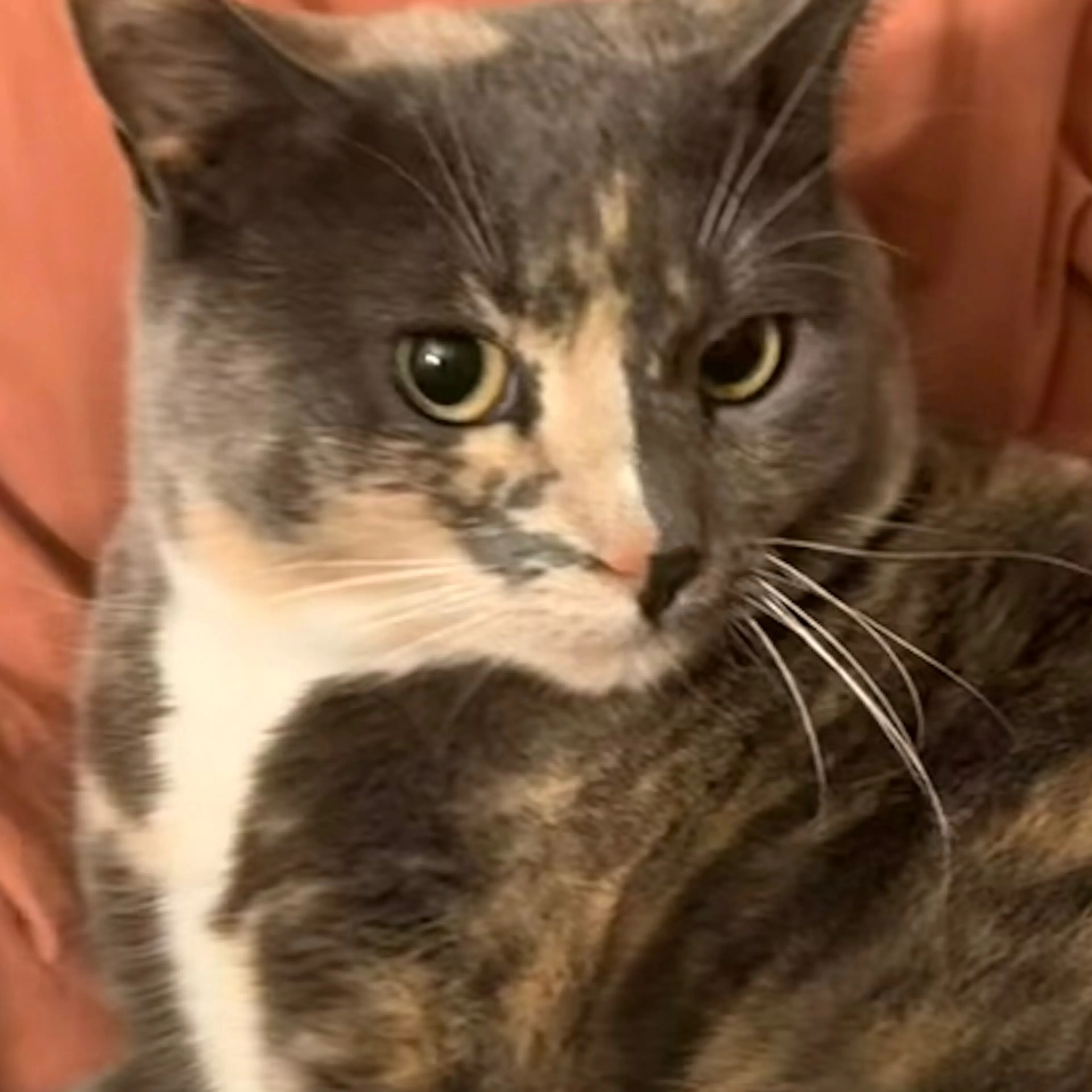 Lost pet-2