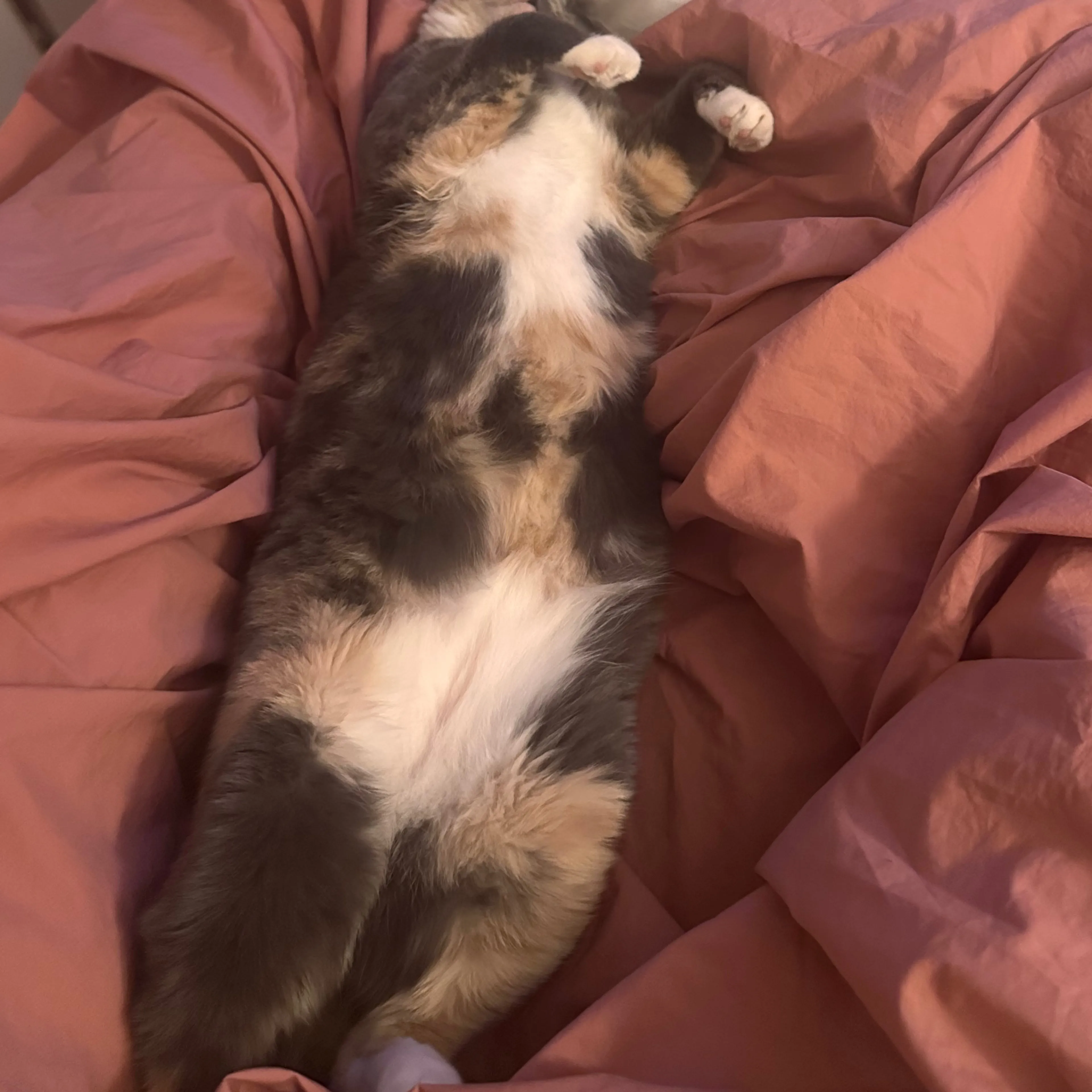 Lost pet-3