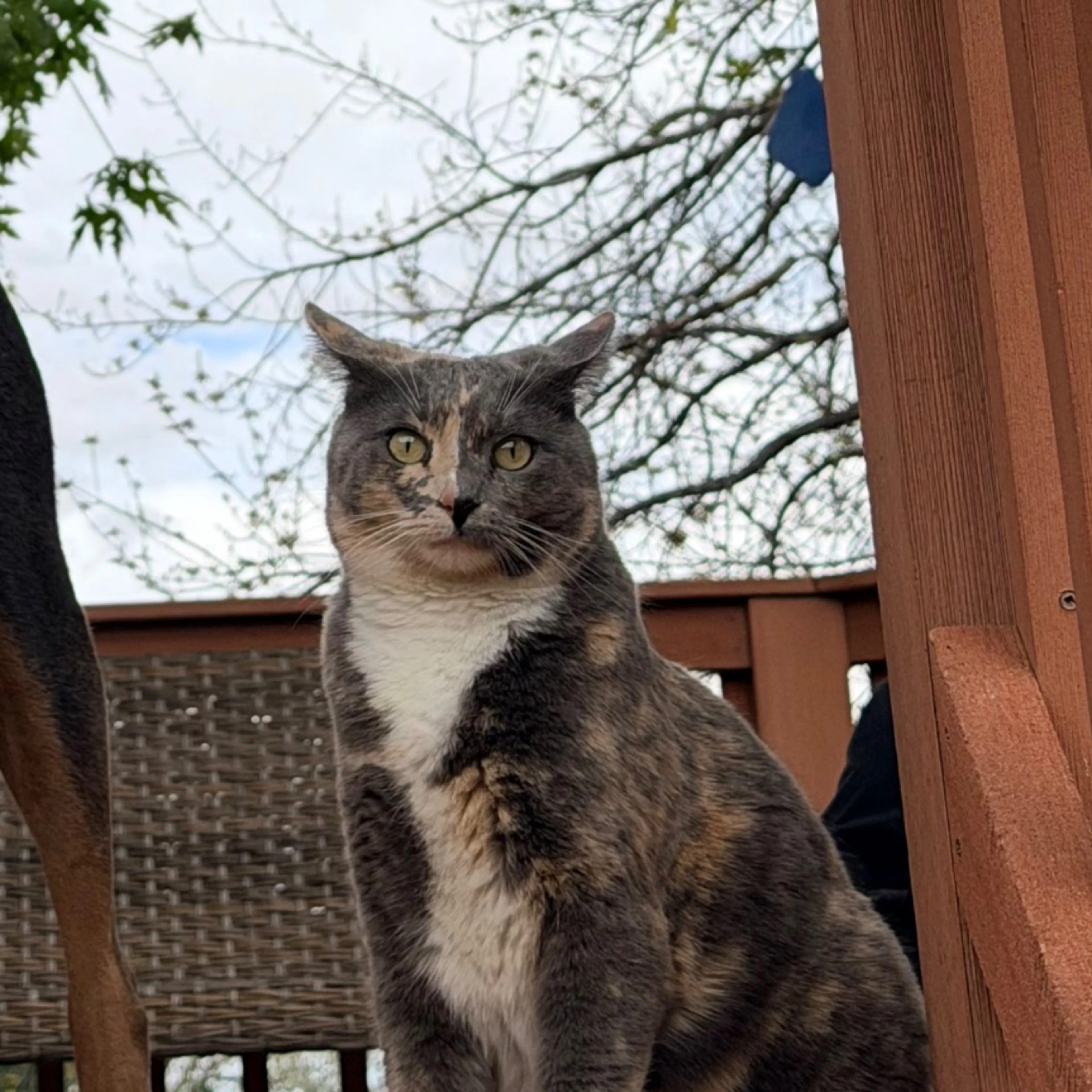 Lost pet-0