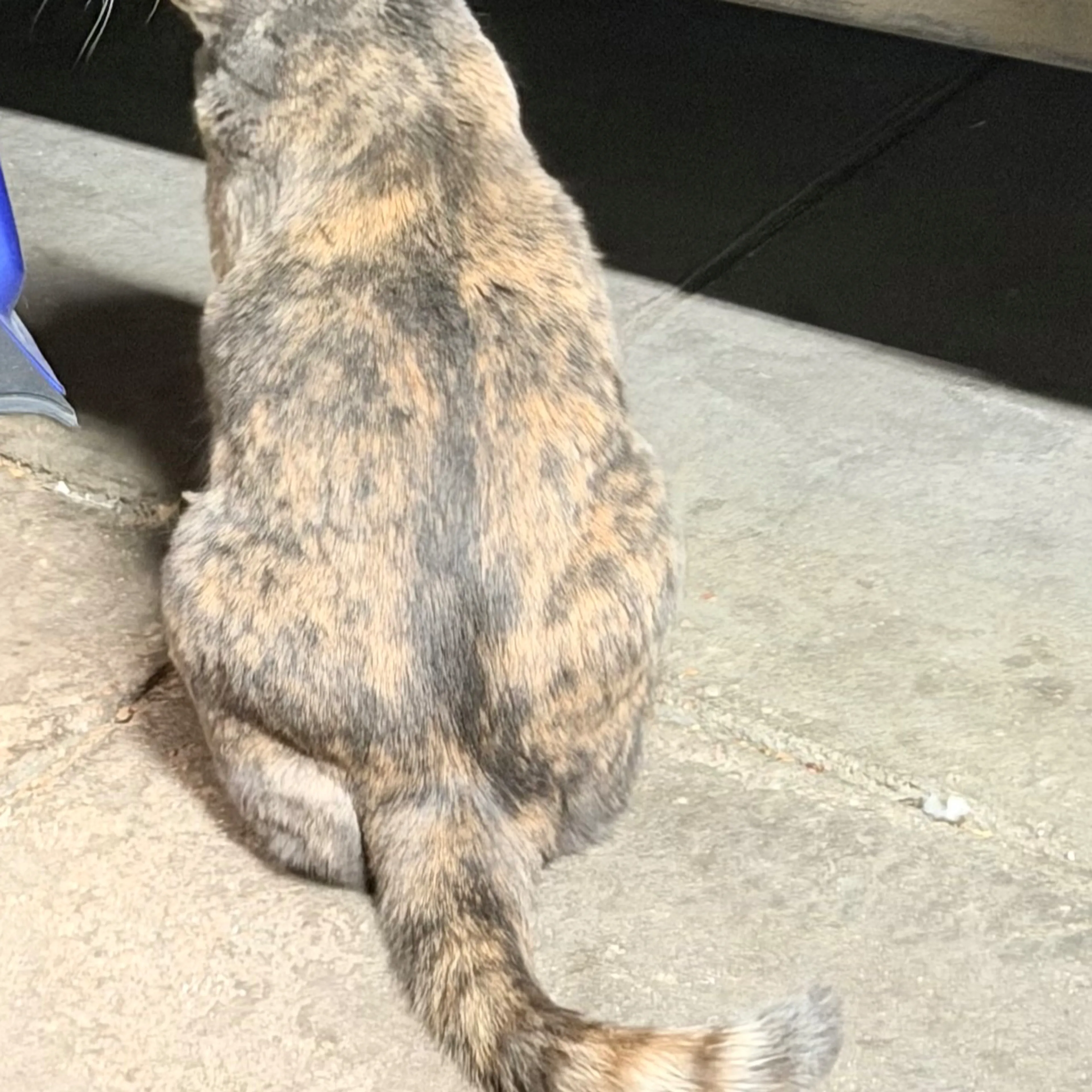 Lost pet-1