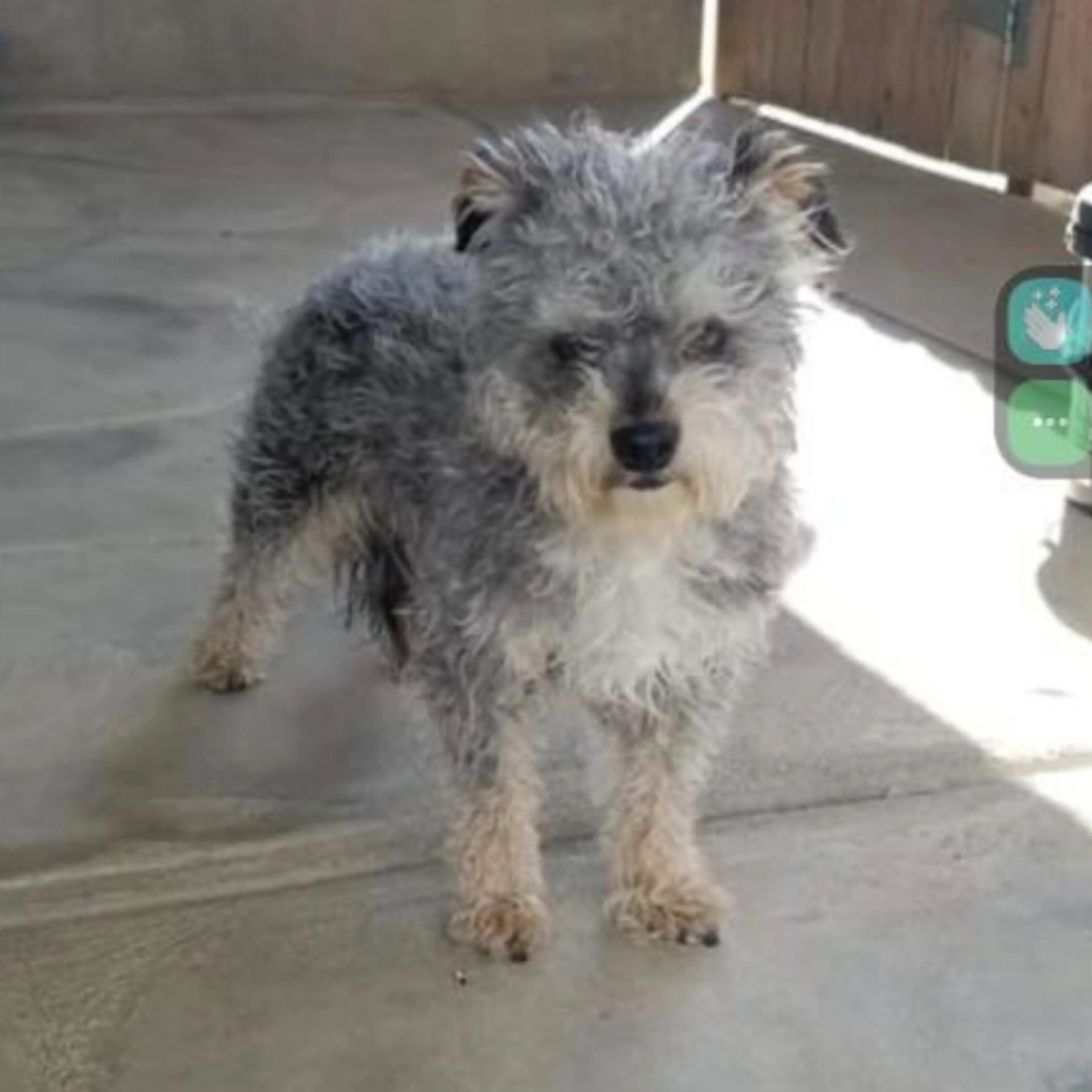 Lost pet-1