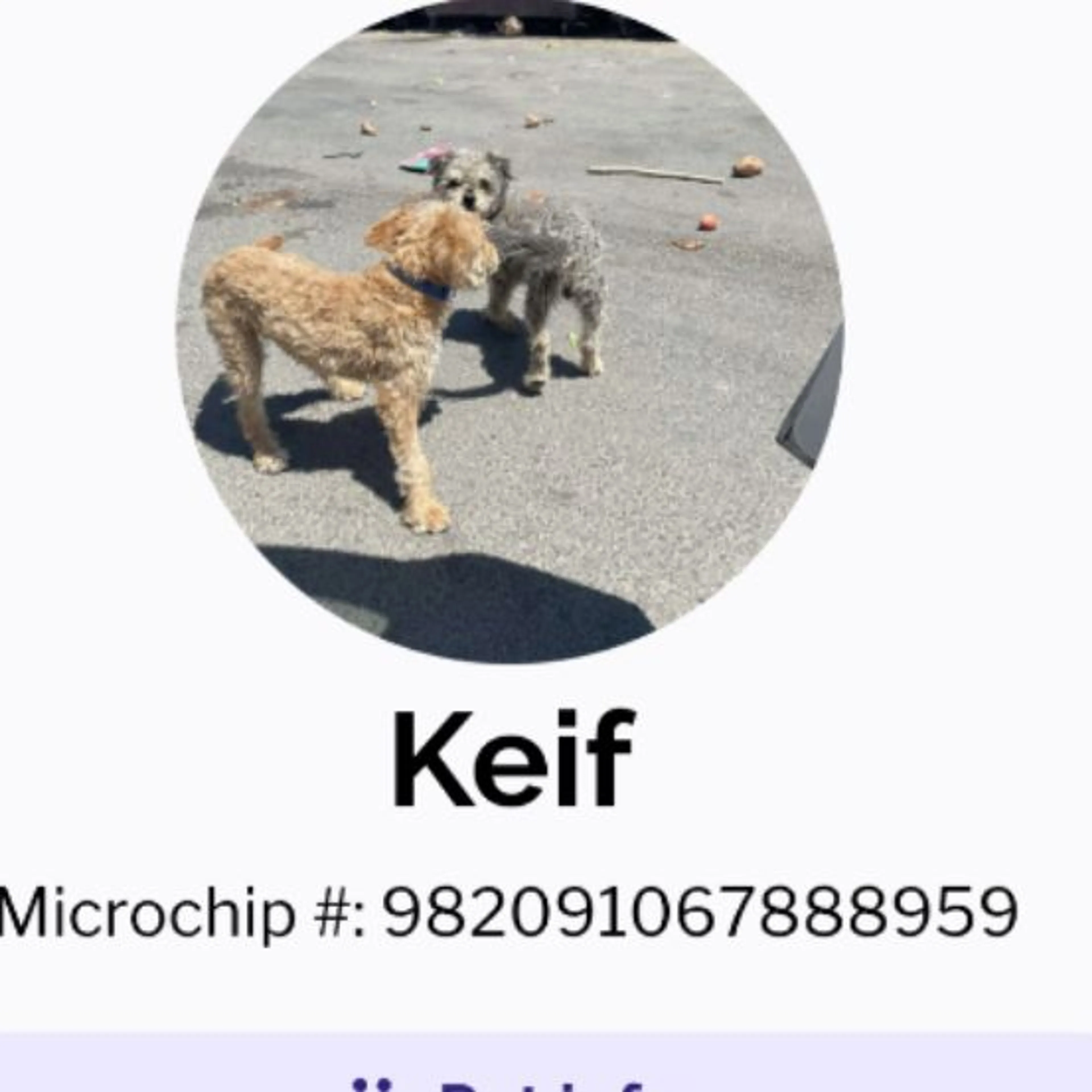 Lost pet-0