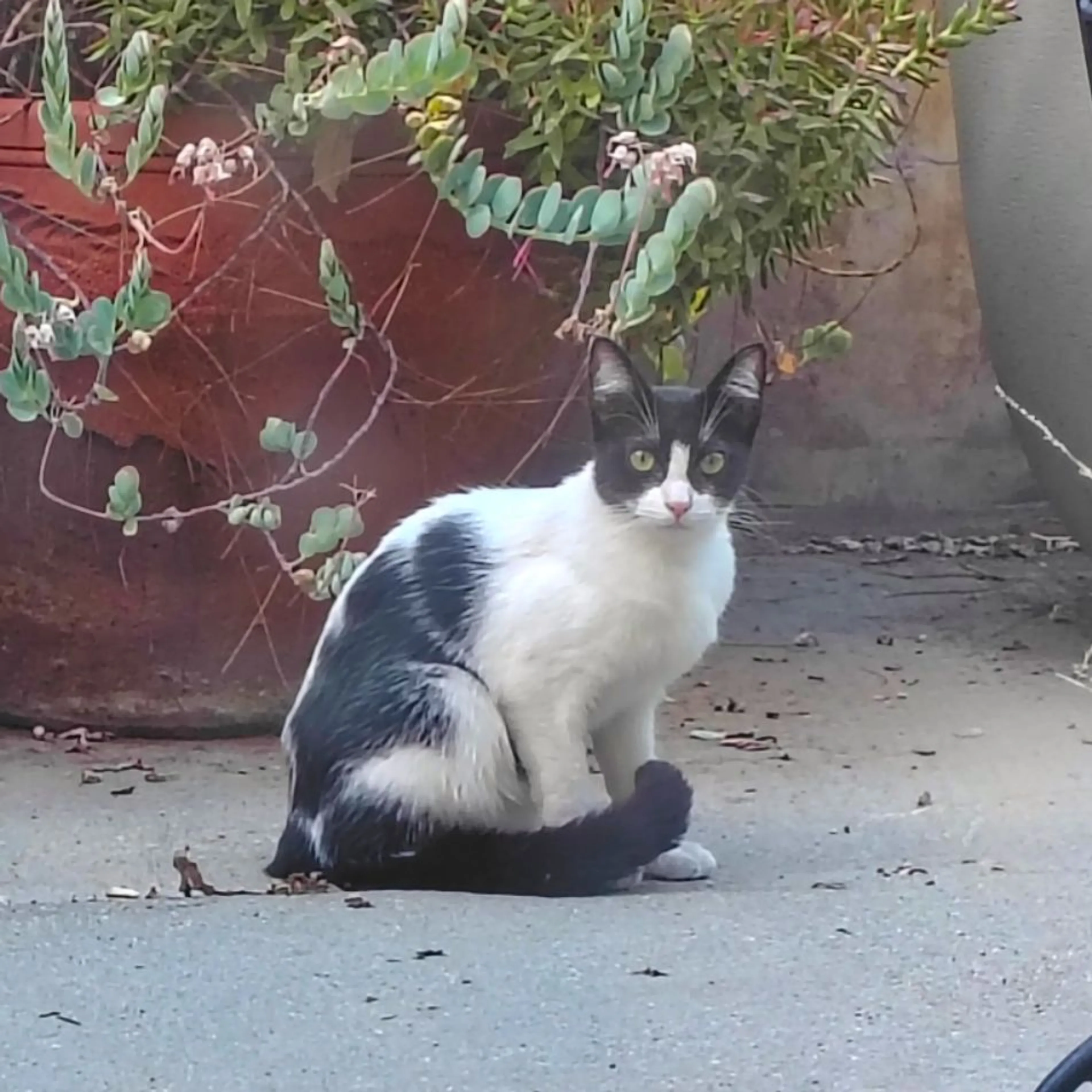 Found pet-0
