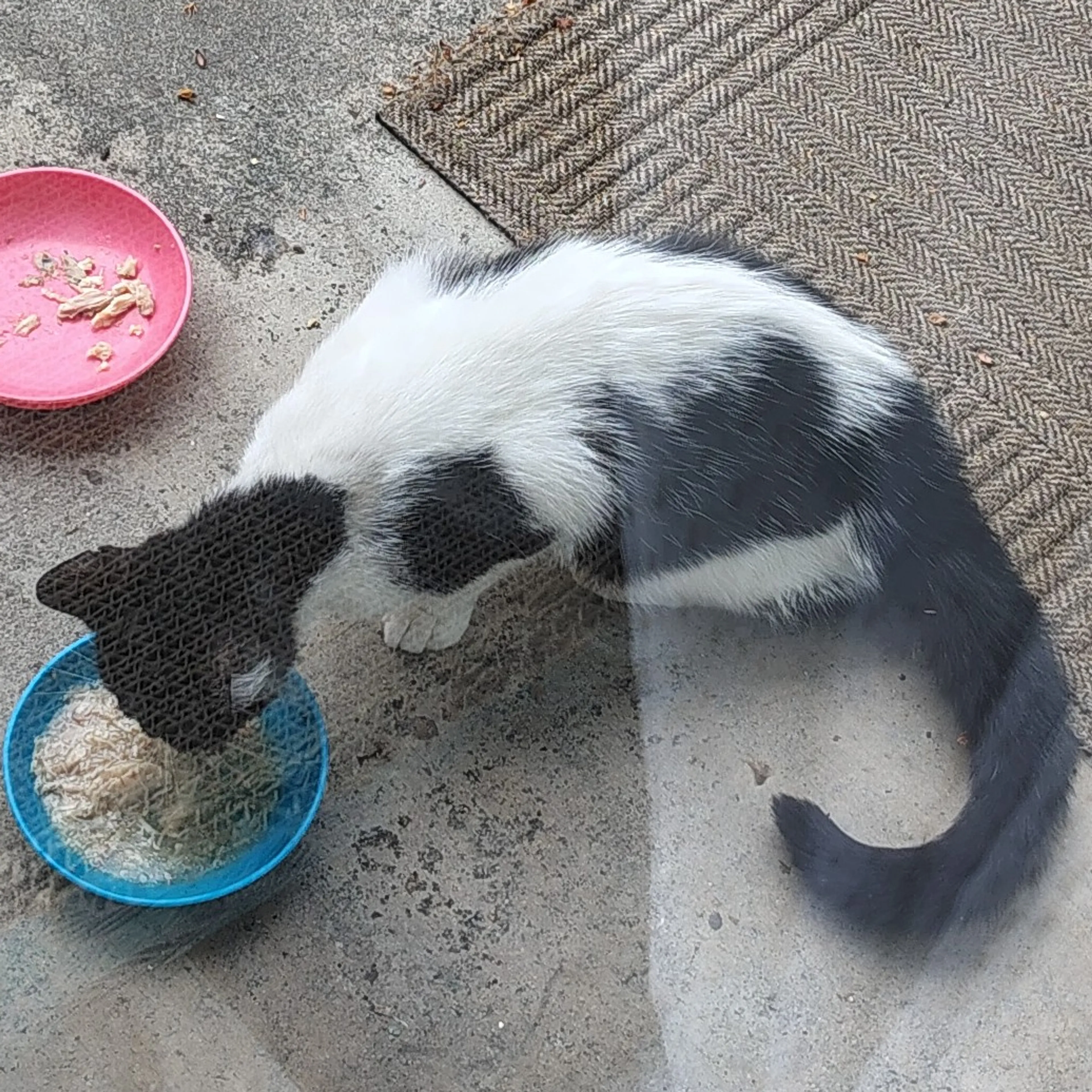 Found pet-1