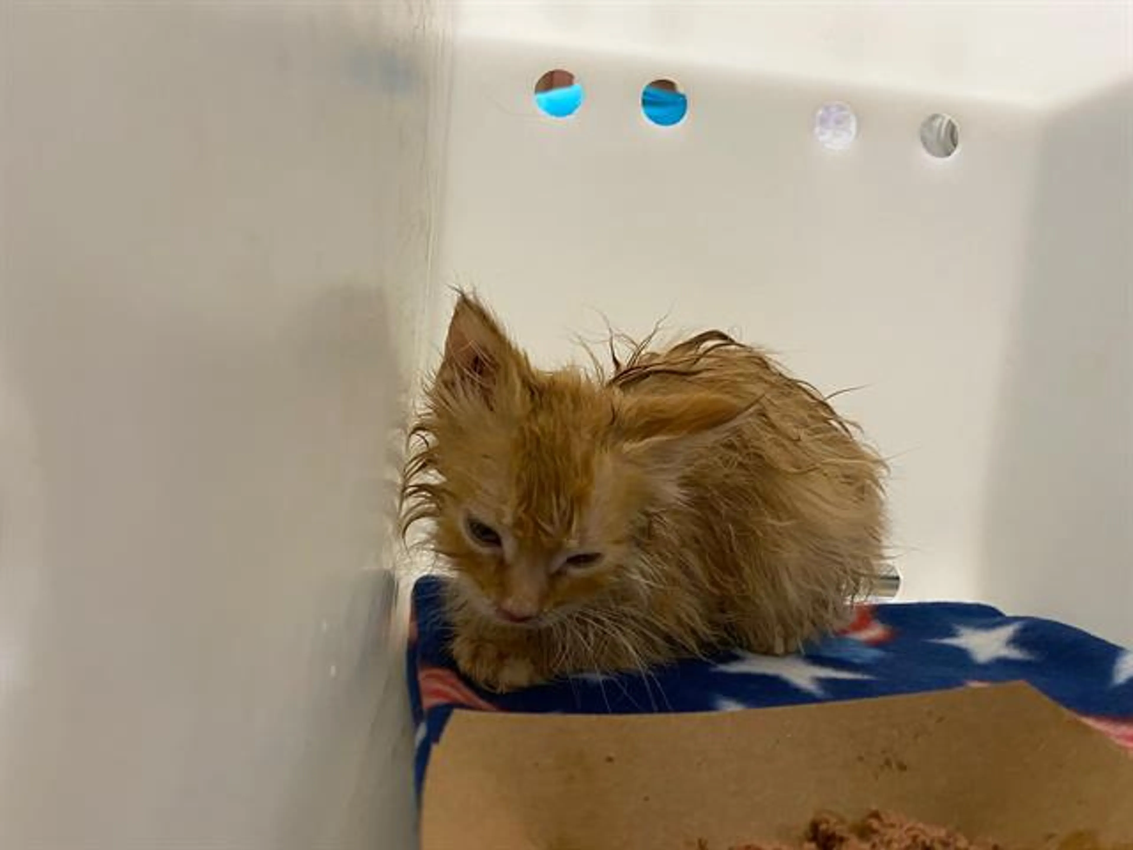 Found pet