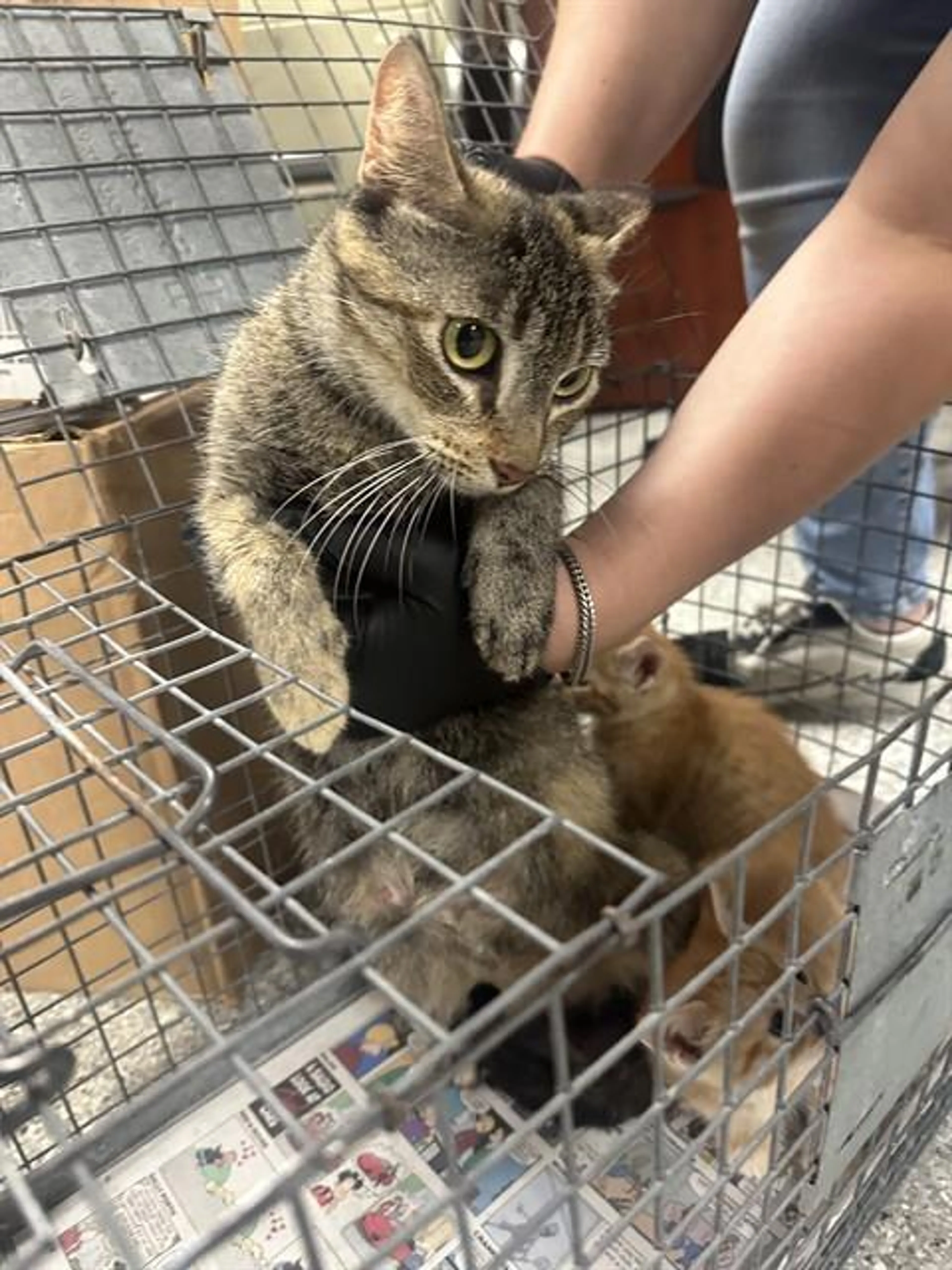 Found pet