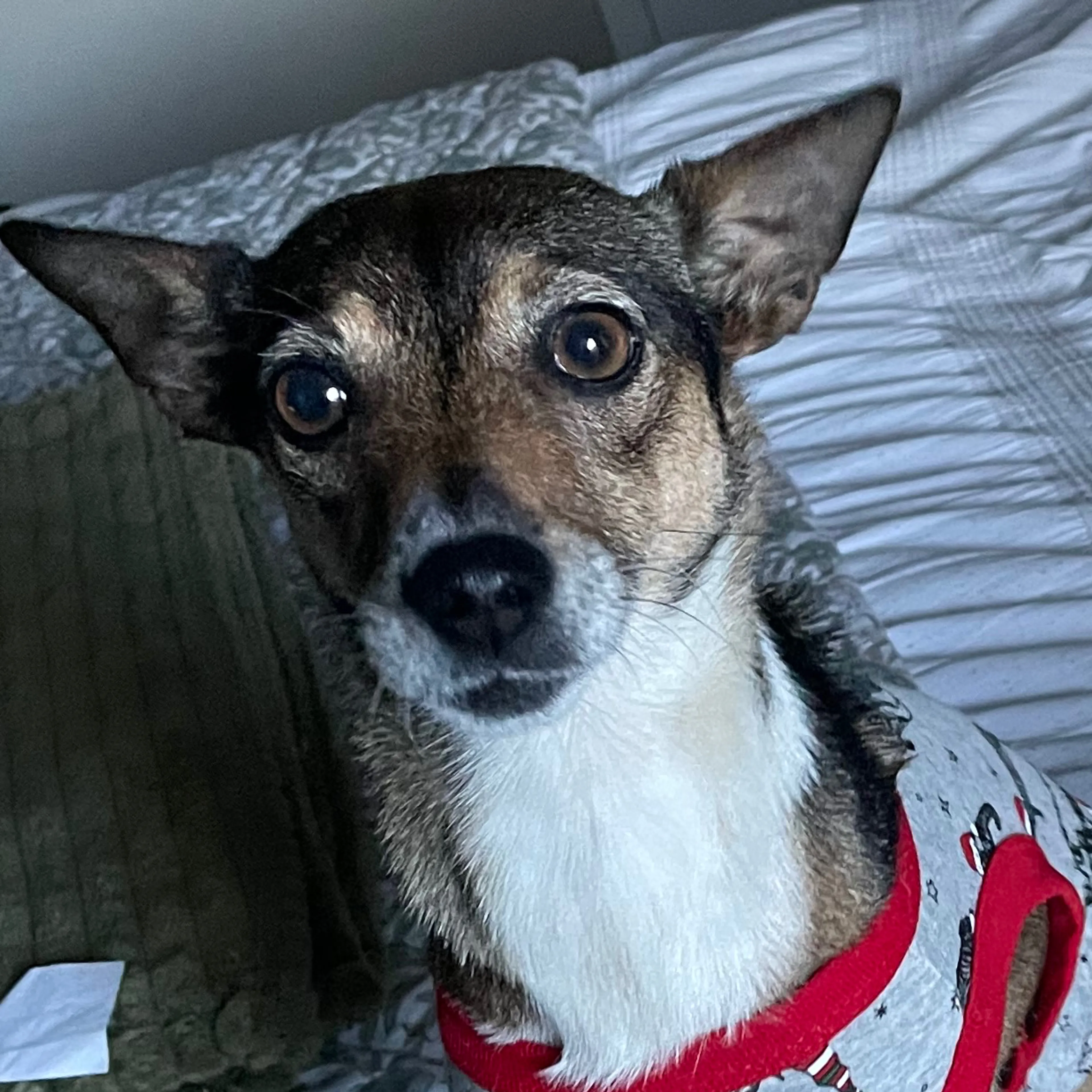Lost pet-2