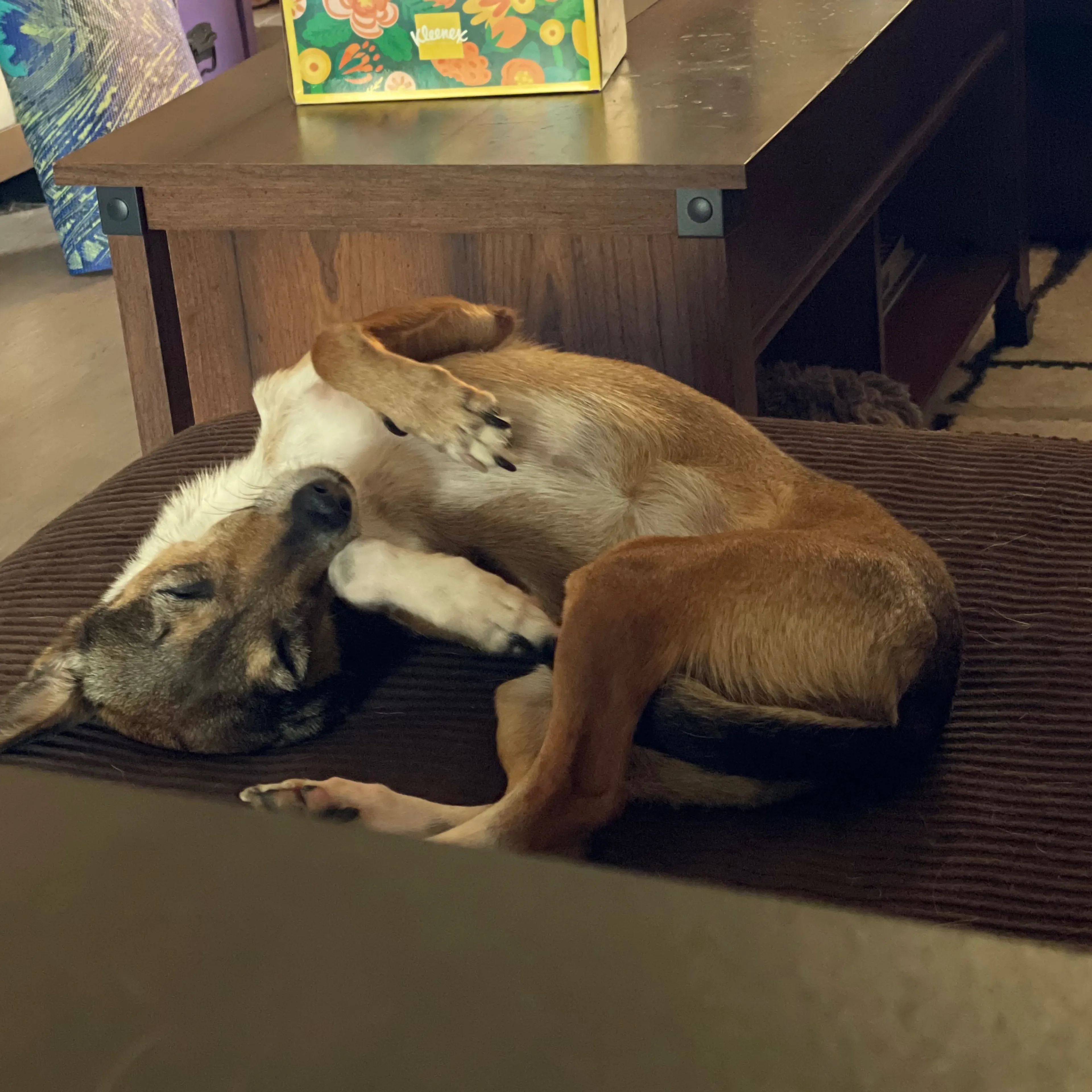 Lost pet-1