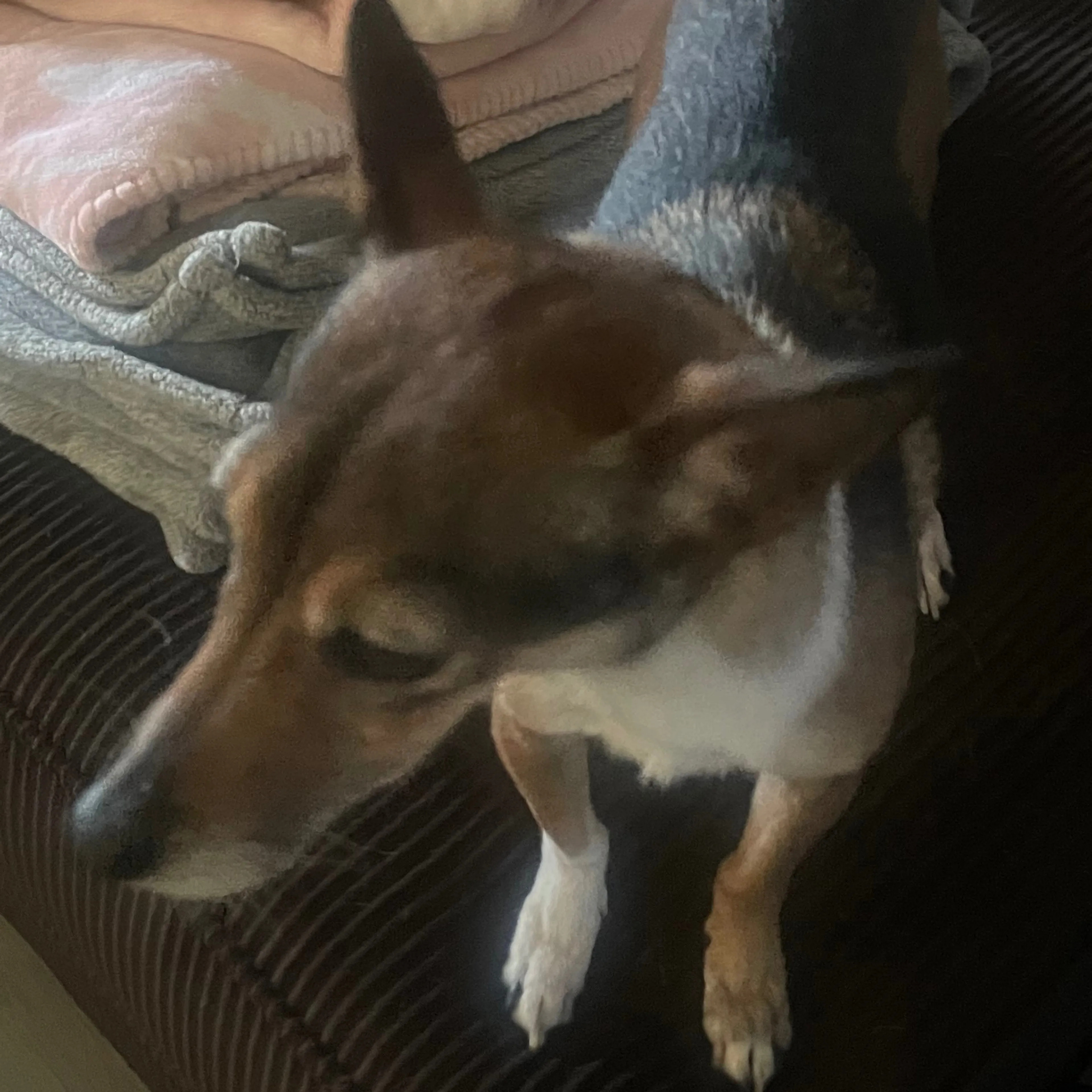 Lost pet-3