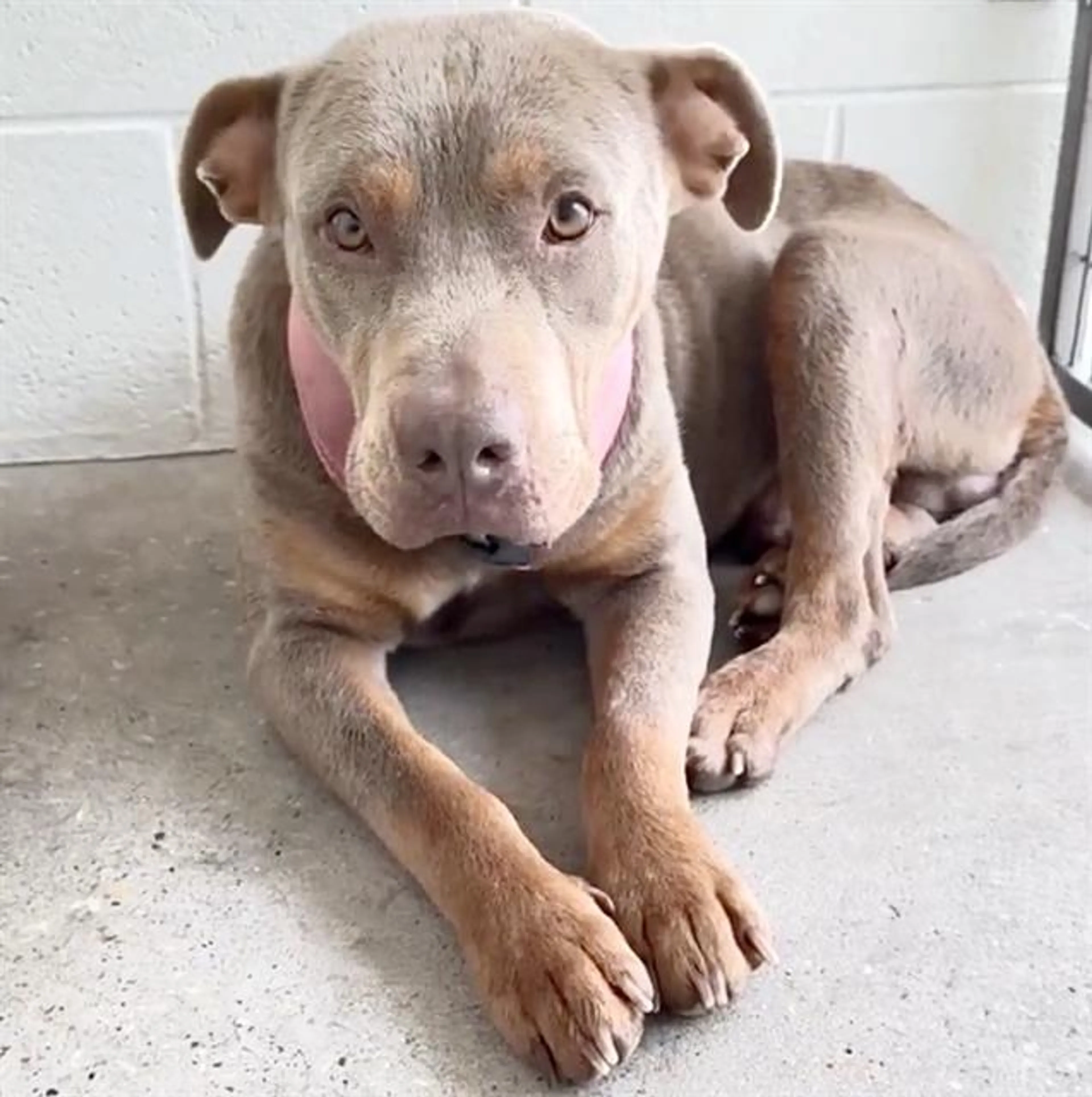 Found pet