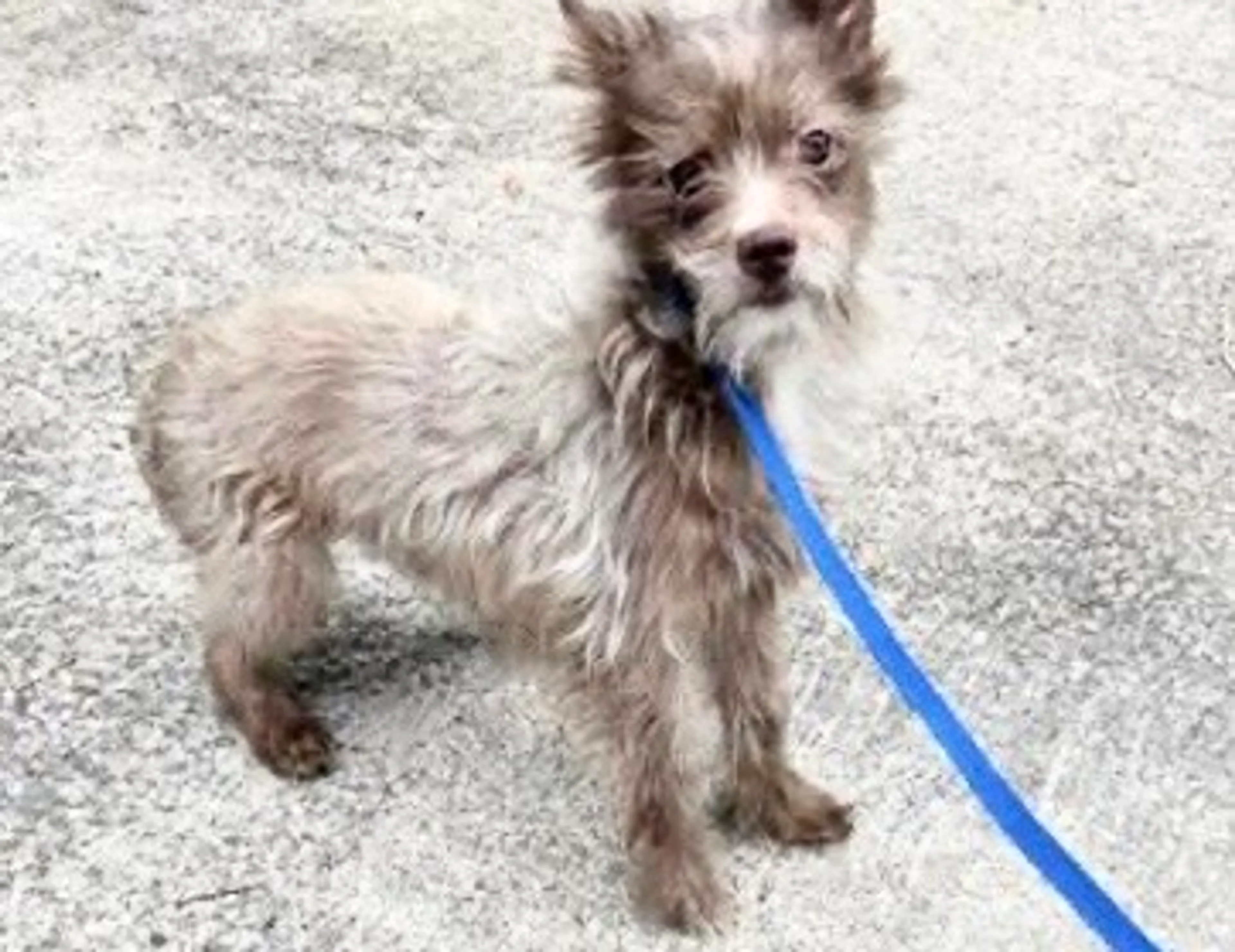 Found pet