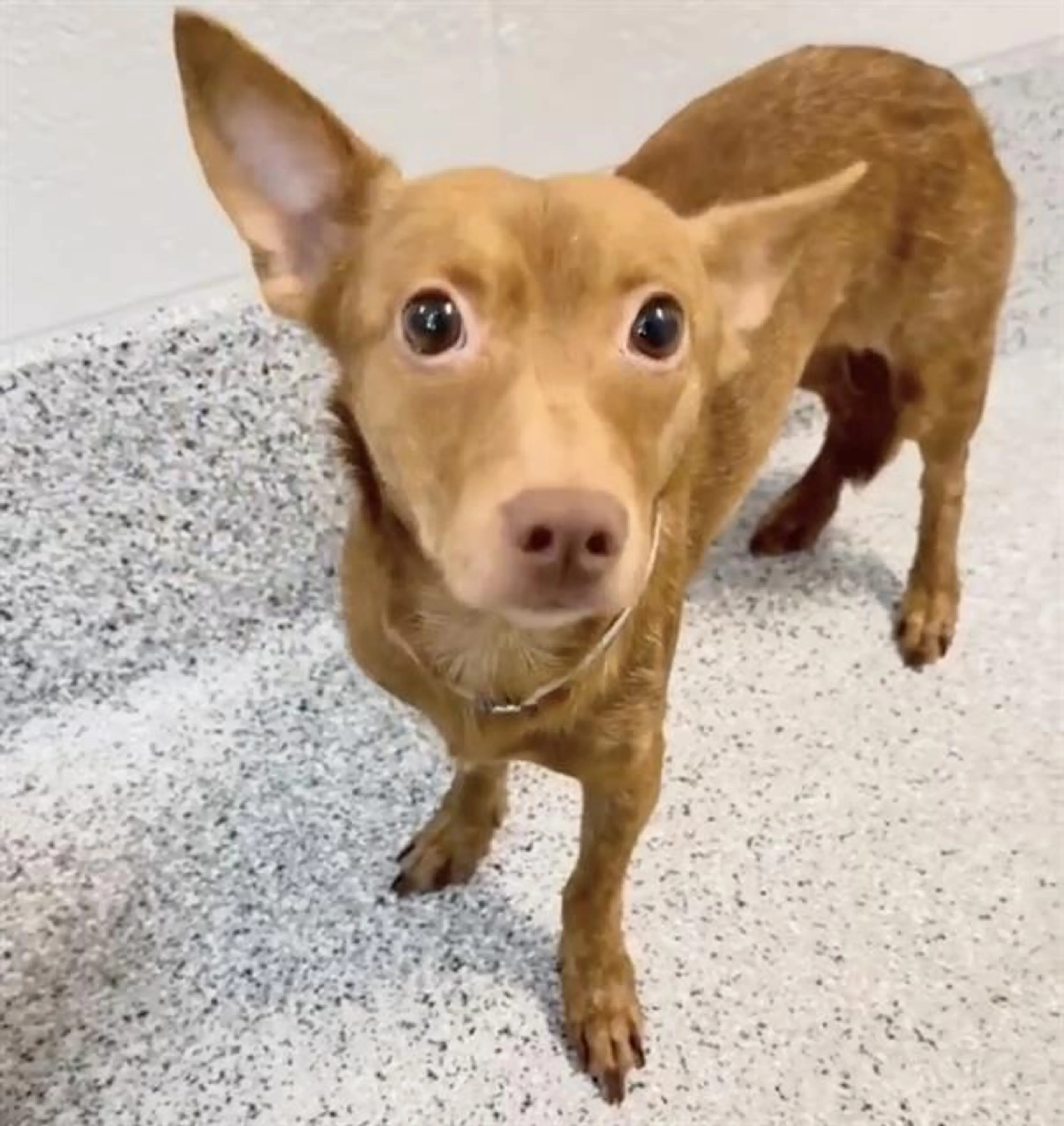 Found pet