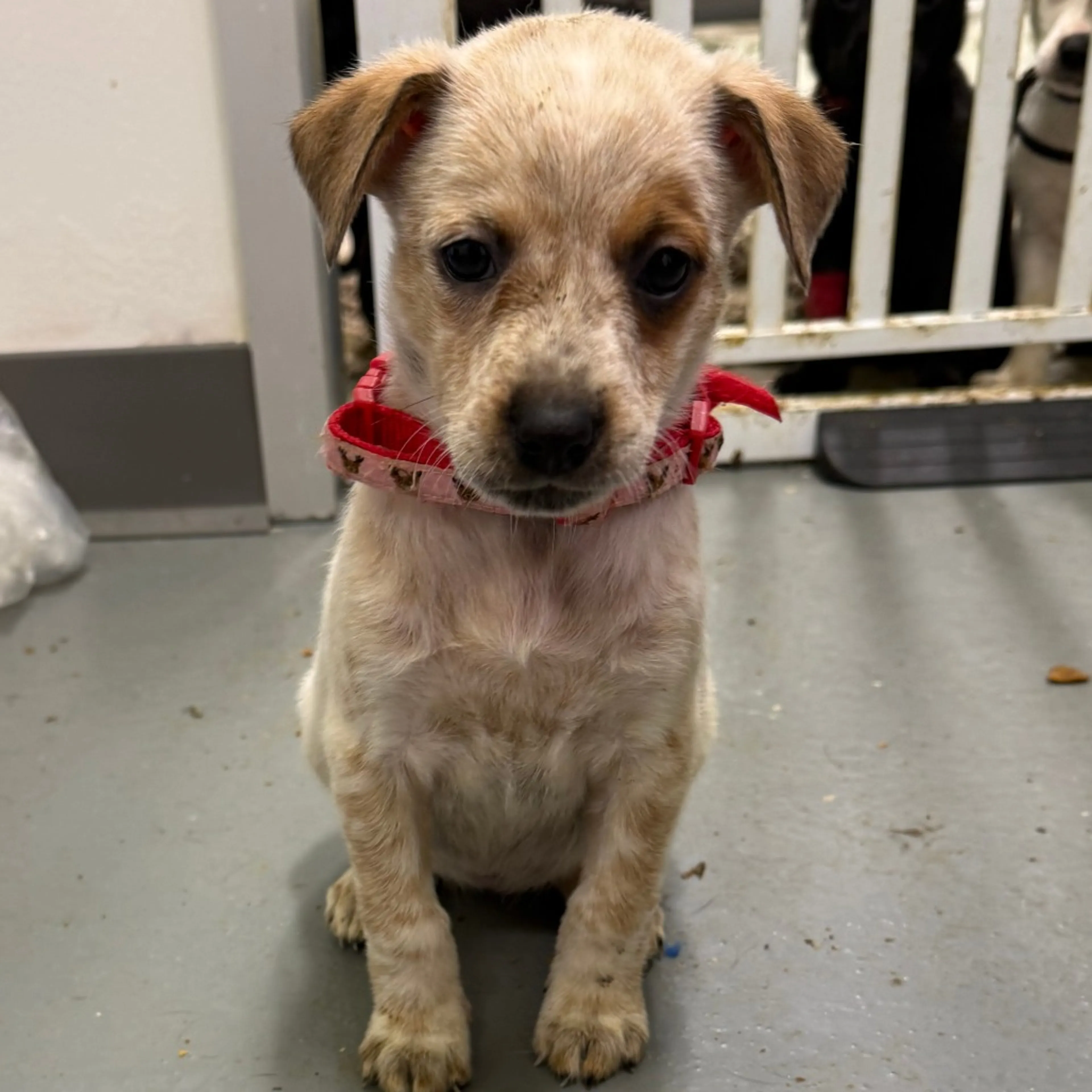 Found pet-1