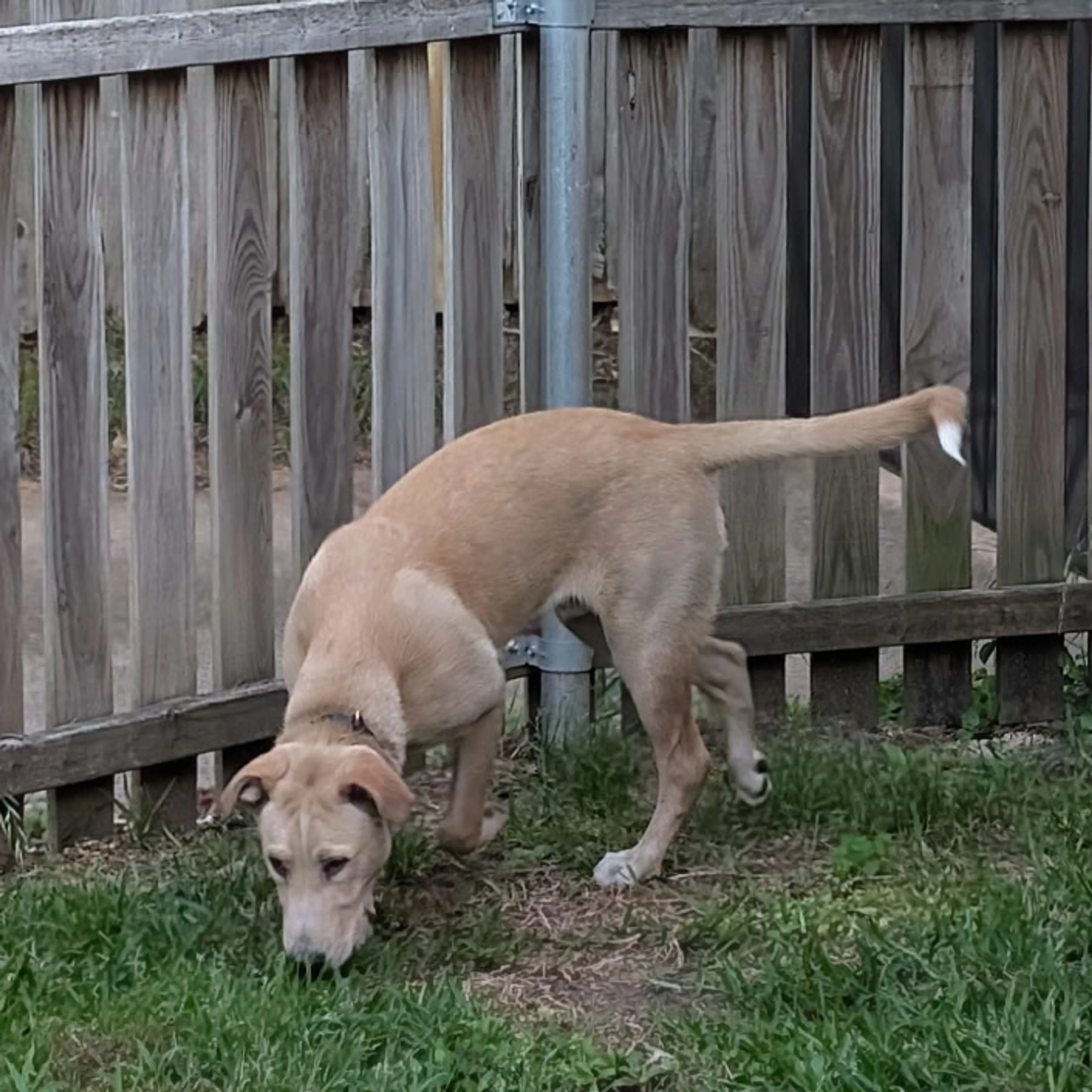 Found pet-1